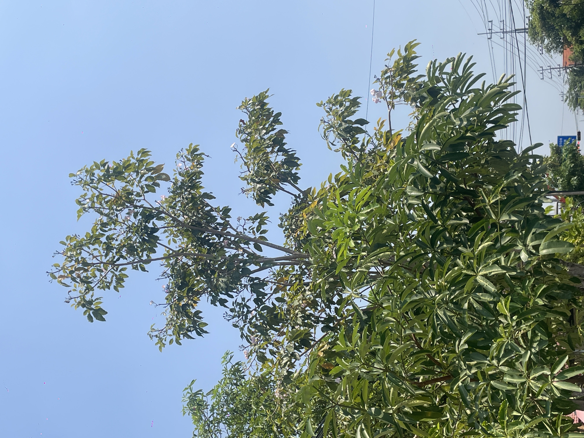 The image depicts a clear, bright sky over a tree with lush green foliage. Several small pink specks are visible scattered in the sky, which appear to be petals or small flowers. The tree itself has many leaves and branches, with some delicate pink flowers also present. In the background, at the bottom right of the image, power lines and utility poles are visible, indicating an urban or semi-urban environment. The lower portion of the image also shows the top of a street sign with some text that is difficult to read, and other trees and foliage. The scene suggests a sunny day, possibly in a location where trees are flowering. Based on the presence of utility poles and street signs, it's plausible this scene is in a populated area such as the city of Bojonegoro, Indonesia.