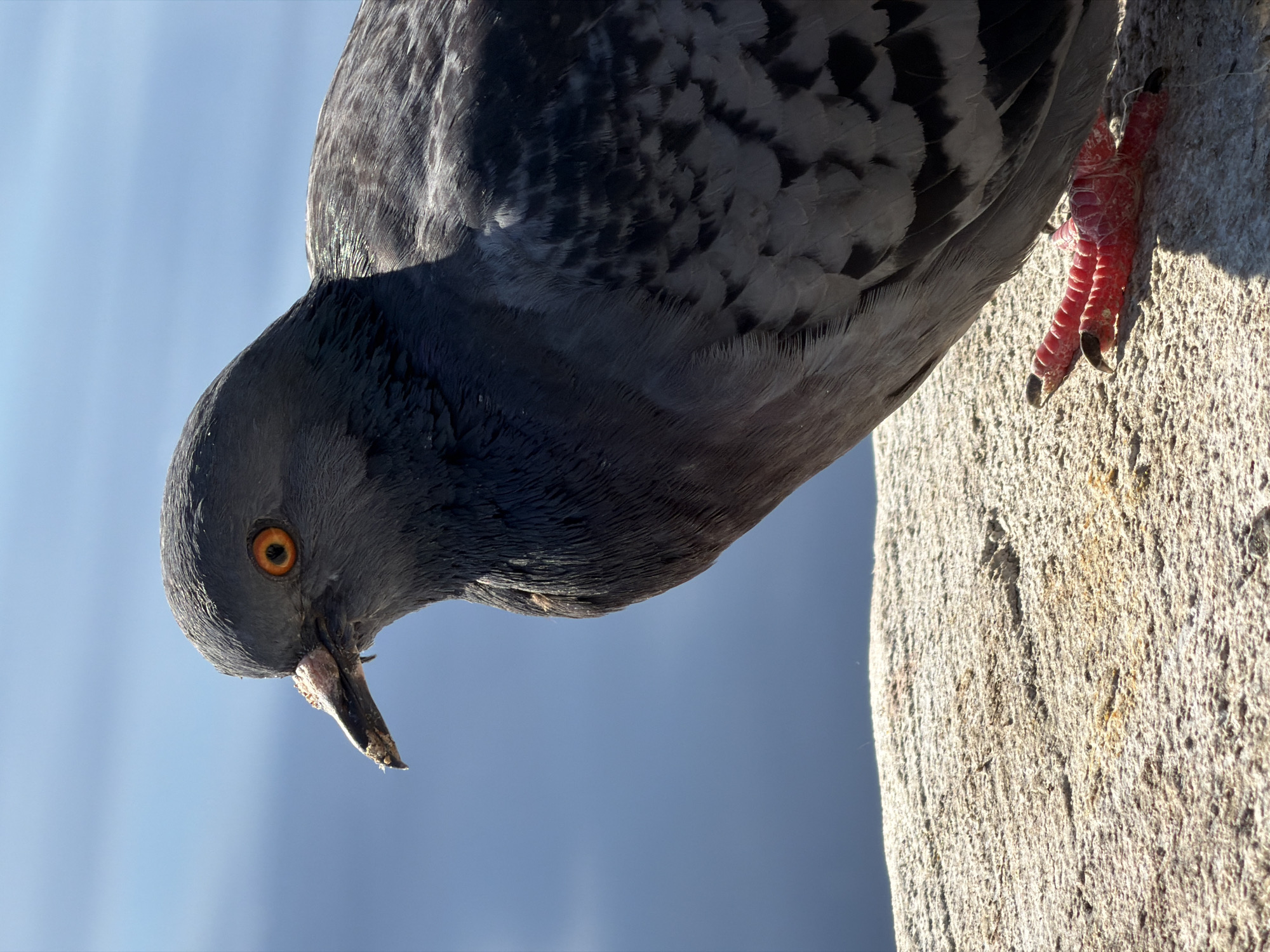 A close-up, eye-level shot of a grey pigeon perched on a rough, textured surface, likely concrete or stone, with a blurred blue background suggesting water or sky. The pigeon is facing left, with its head turned slightly towards the camera. Its eye is a striking orange, and its beak is grey with a lighter, rough patch near the tip. The bird's grey and black feathers are detailed, with some iridescent highlights visible on its back. Its bright pink foot with black claws is visible, resting on the textured surface. The lighting suggests it is daytime, with a slight shadow cast by the pigeon onto the surface. The location is not discernible from the image.