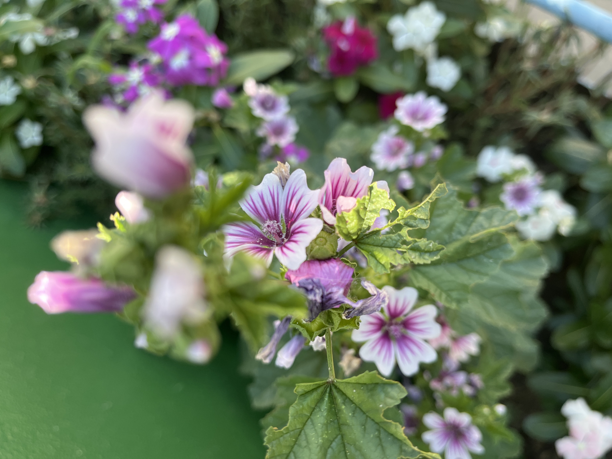 The image shows a close-up of several pink and white flowers with purple veins, likely mallows, blooming in a garden. The flowers are in various stages of bloom, with some buds and wilted petals visible. Green leaves with serrated edges are prominent in the foreground. In the background, a blurred green wall or fence can be seen, along with other flowers of different colors, including purple and white. The lighting suggests it is daytime, possibly late afternoon due to the soft shadows. The image is taken from a slightly elevated angle, looking down at the flowers. The location is identified as Krasnyye Barrikady, Russia.