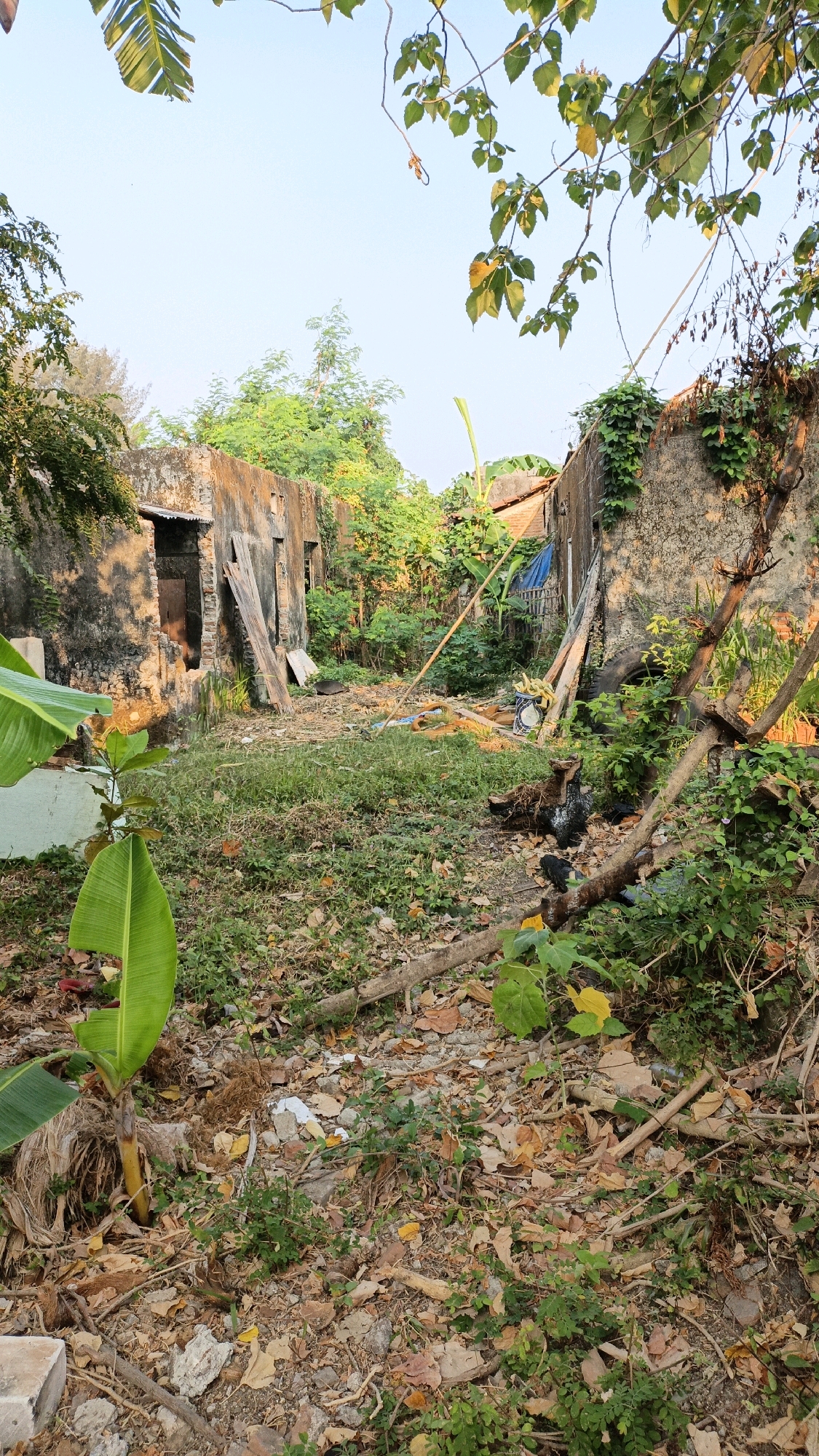 The image depicts a partially destroyed building and overgrown yard in Cikal, Indonesia. The walls of the building are weathered and crumbling, with open doorways and debris scattered throughout the interior. Lush vegetation, including banana plants and vines, has overtaken the yard, creating a wild and untamed atmosphere. The scene suggests abandonment and neglect, with the natural world slowly reclaiming the man-made structure. The lighting indicates it is either early morning or late afternoon, with warm sunlight casting long shadows. There are no people visible in the image.