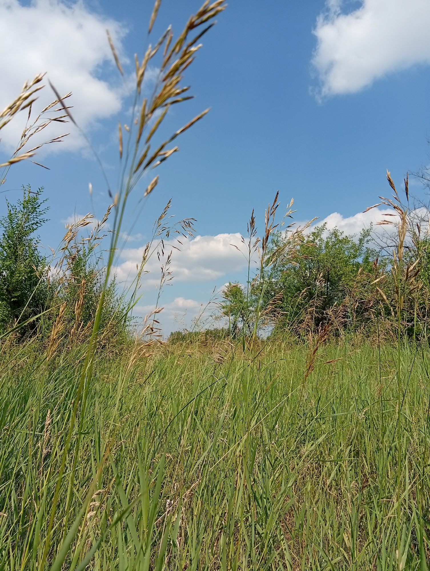 The image depicts a low-angle view of a grassy field with tall stalks of grass in the foreground, blurred by the shallow depth of field. Beyond the grass, there is a line of trees, some of which are green and leafy, while others appear drier and more sparse. The sky above is a clear blue with scattered white clouds. The scene appears to be a natural, undeveloped area. The location is identified as Селиваниха, Russia. There are no people or specific actions visible in the image. The environment is characterized by vegetation and open sky.