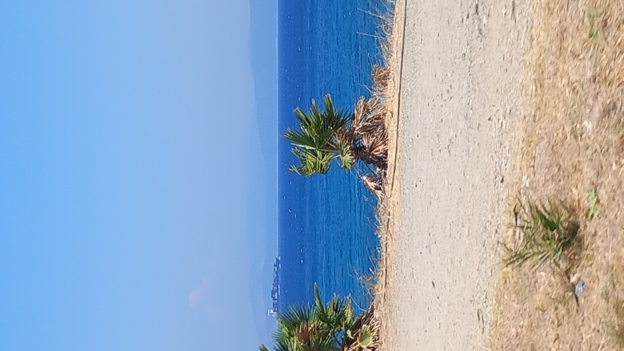 A vertical, eye-level shot captures a tranquil seascape under a clear blue sky in an unknown location. The foreground is a dusty, dirt path with dry, brown brush and small green plants. Two palm trees frame the view of the sea, with their fronds swaying slightly in a gentle breeze. The sea itself is a vibrant blue, stretching to the horizon where hazy, blue mountains are visible. A large cargo ship sails in the distance. The overall atmosphere is one of peaceful, natural beauty.