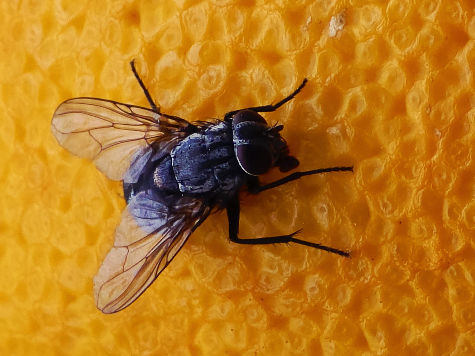 A fly rests on the surface of an orange. The fly is primarily black with translucent wings that display a veined pattern. Its legs are thin and hairy. The orange peel has a bumpy texture and is a vibrant orange color. The location is Unknown, Unknown.
