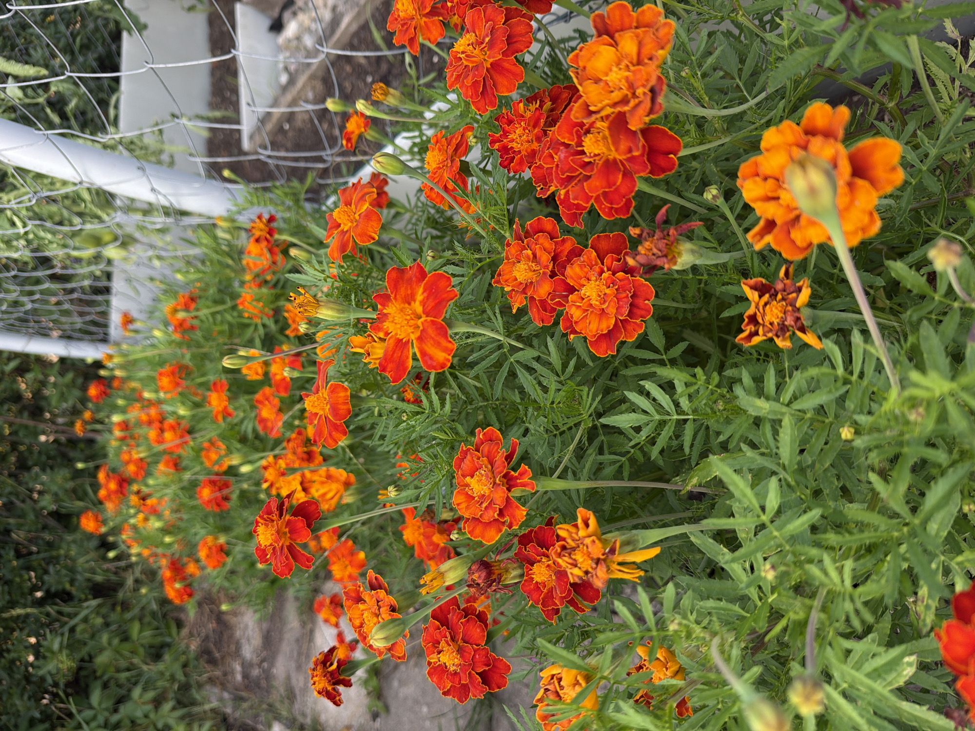 The image shows a close-up, eye-level view of a dense planting of marigolds, primarily in shades of orange and red, with some buds. The flowers are in focus in the foreground and middle ground, with blurred green foliage and a textured, possibly gravel or dirt path, on the left. In the background, a white fence, a chain-link fence, and a raised garden bed with soil are visible, suggesting an outdoor garden setting. The lighting is natural and appears to be daytime. There are no people or animals in the image. The image is taken in Bayreuth, Germany.