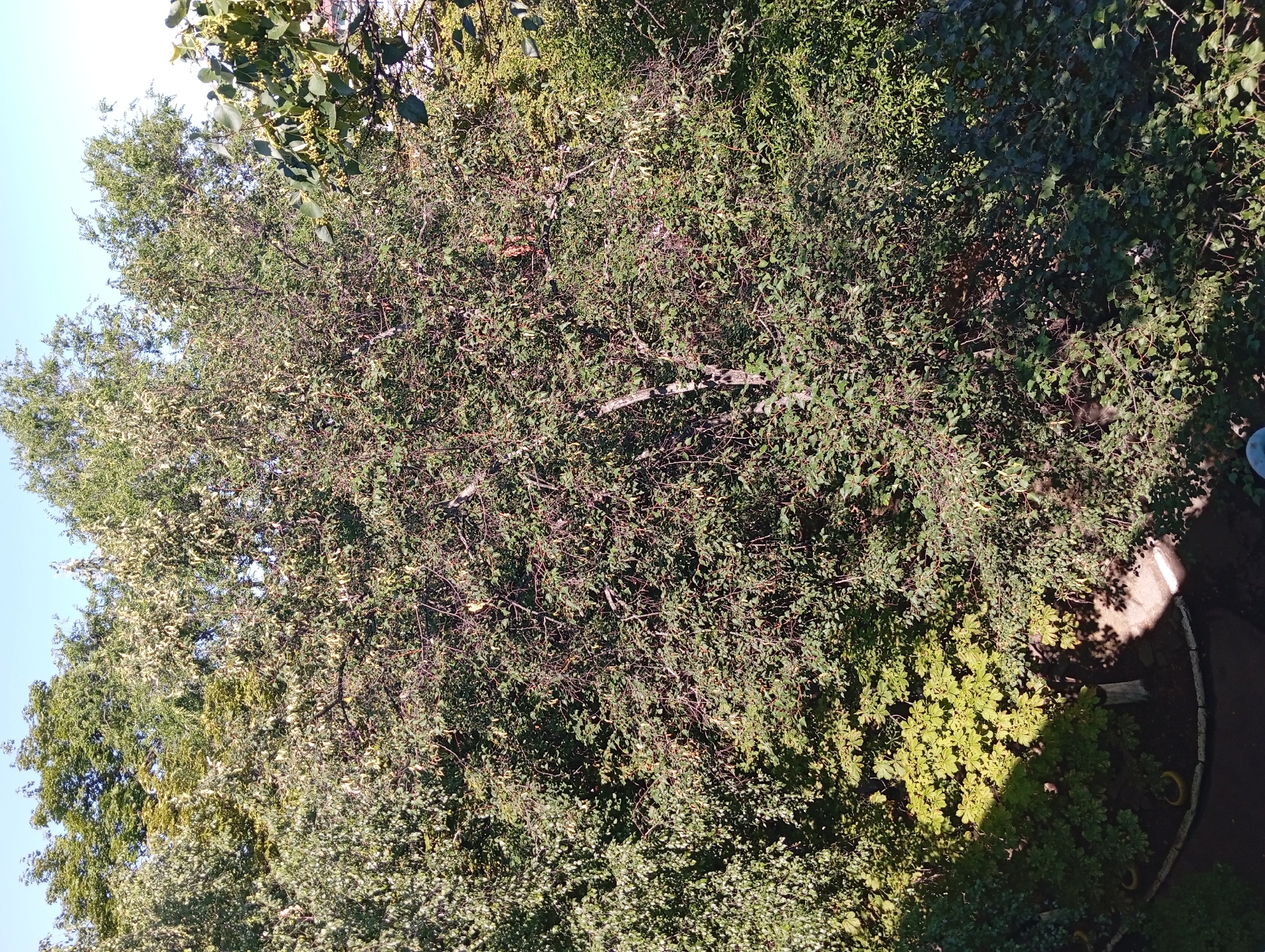 This is an outdoor, high-angle, full shot of a dense canopy of trees and foliage in the city of Kremenchuk, Ukraine. The vegetation is lush and green with some yellowing leaves, suggesting late summer or early autumn. Sunlight casts shadows through the branches, dappling the scene. In the lower left, a curved garden bed with yellow planters is visible, with a paved pathway cutting through the shade. The background reveals a clear blue sky. No people are present in the image.