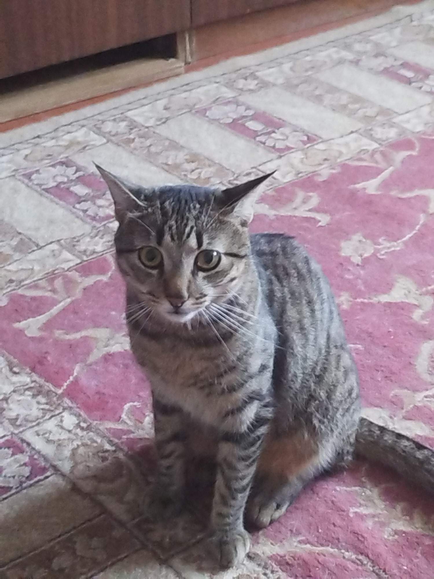 A tabby cat sits on a pink and white patterned rug in front of a wooden cabinet. The cat is facing the camera with its body turned slightly to the left. Its eyes are wide open and green. The rug has a floral pattern in pink and white. The wooden cabinet is dark brown. The scene appears to be indoors.