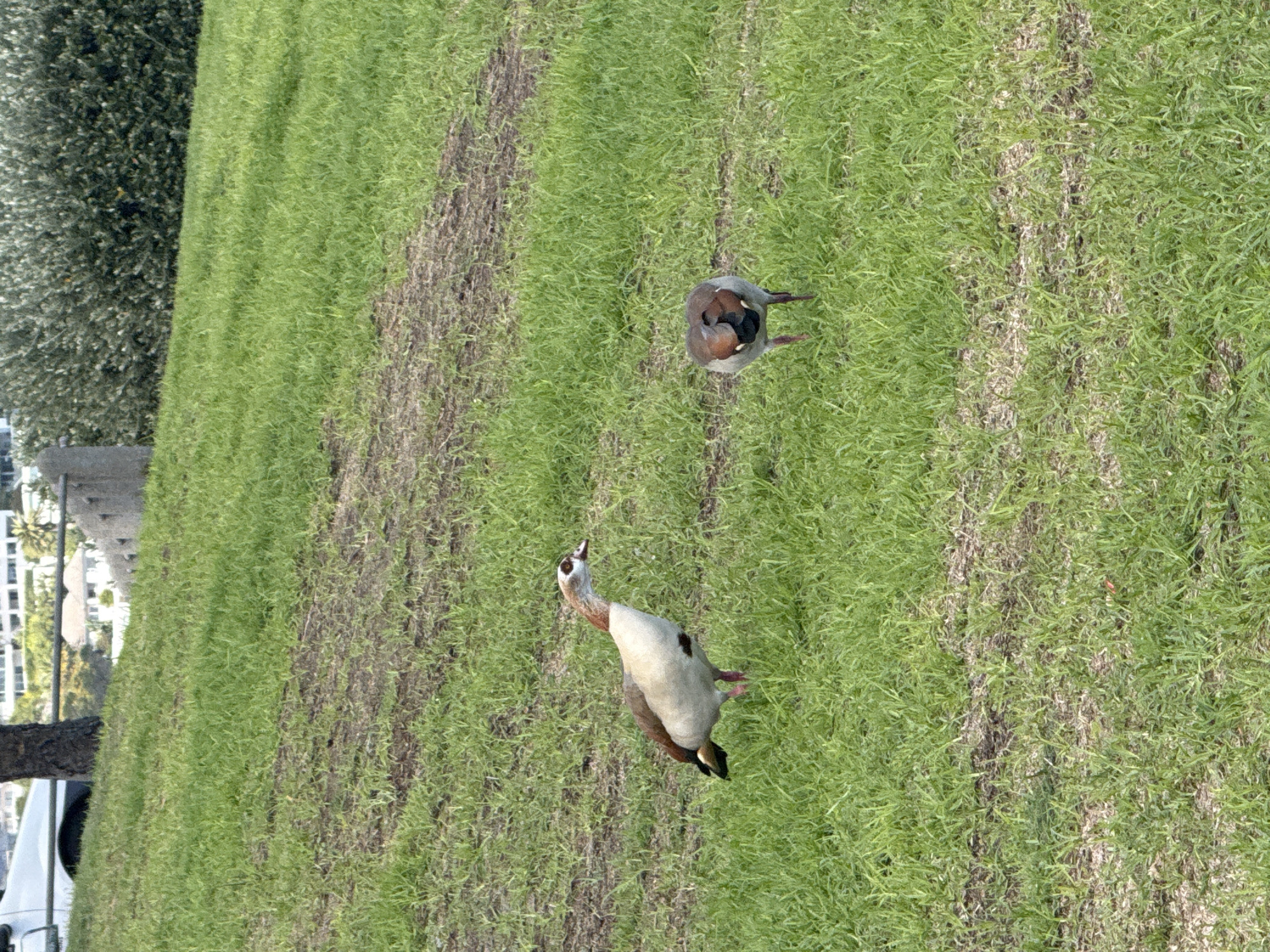 The image captures a vibrant outdoor scene, likely a park or a large grassy area in Cape Town, South Africa. The primary subjects are two birds, which appear to be Egyptian Geese, standing on a bright green lawn. The entire image is oriented vertically, suggesting it was taken from a slightly elevated perspective looking down.
In the foreground, a light-colored goose stands alert, with its head tilted upwards and its beak slightly open, as if calling out or observing something above. Its plumage shows a mix of white, grey, and light brown, with distinct darker patches around its eye and on its back. Further back and to the right, a second goose, darker in overall coloration (browns and greys), is visible. It is facing away from the viewer, with its head tucked back, possibly preening or resting.
The ground beneath the birds is a rich green grass, interspersed with several parallel, darker, and less vegetated strips of earth, possibly indicating wear or a pattern of irrigation/mowing. To the left, a dense mass of dark green foliage from a tree or large bush forms a backdrop. In the far background, partially visible on the left side, are modern urban buildings with flat roofs and reflective windows, hinting at a city or suburban environment. A glimpse of a white vehicle, possibly a car or van, is also seen at the bottom left edge of the frame.
The scene is illuminated by bright daylight, suggesting a clear day without apparent cloud cover. There are no people visible, and no discernible text anywhere in the image. The overall impression is one of peaceful wildlife coexisting within an urban landscape.