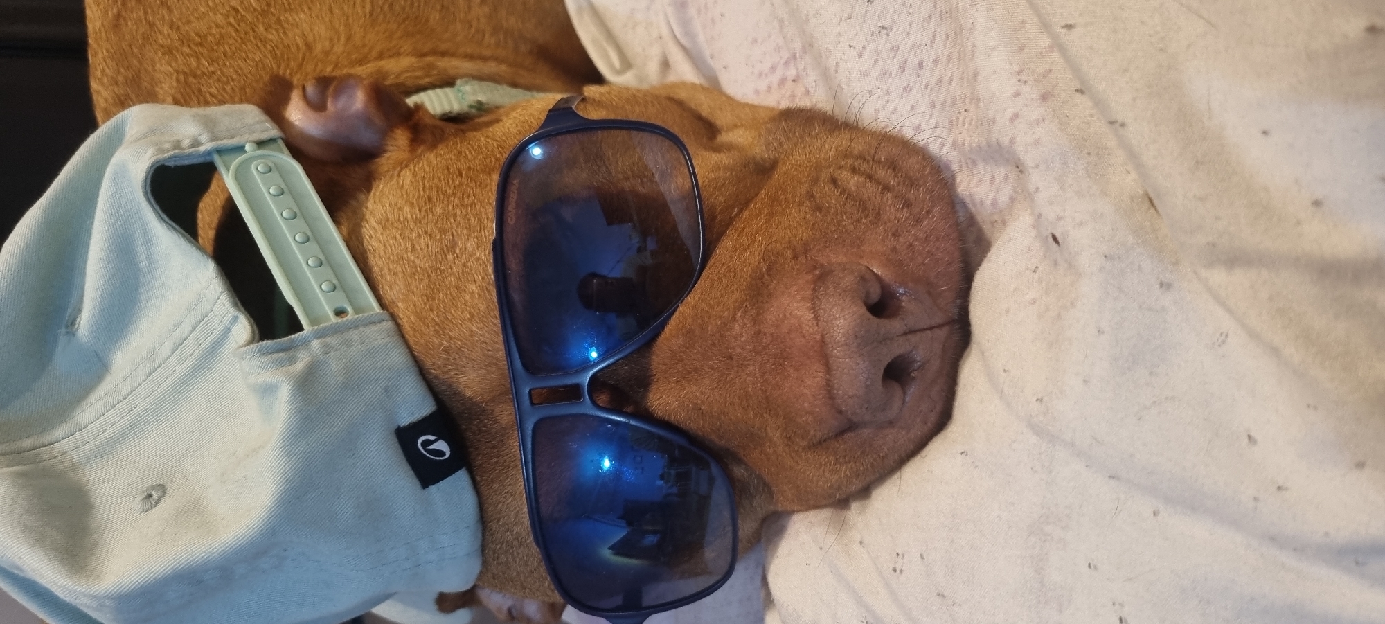 An eye-level shot captures a reddish-brown dog lying down, appearing to be asleep or resting. Blue-tinted sunglasses are placed over its eyes, partially covering its snout, giving it a humorous and "cool" appearance. The frames of the sunglasses are dark, possibly black or dark blue. Faintly visible on the left lens of the sunglasses is the brand name "CARRERA".
To the left of the dog's head, a light blue or mint green baseball cap is resting, with its snapback closure clearly visible. A small black tag with a white, stylized 'G' or 'E' logo is attached to the side of the cap. The dog's smooth, short fur is prominent, and its dark snout and nostrils are visible beneath the sunglasses. One of its ears is also visible. The dog's whiskers are noticeable above its snout.
The dog and objects are situated on a light-colored, possibly off-white or very light pink, fabric surface, which appears to be a bedsheet or blanket. This fabric shows some subtle texture and small specks of lint or debris, suggesting a casual, lived-in indoor setting. The lighting is soft, indicating an indoor environment without direct harsh light. The overall mood of the image is playful and relaxed.