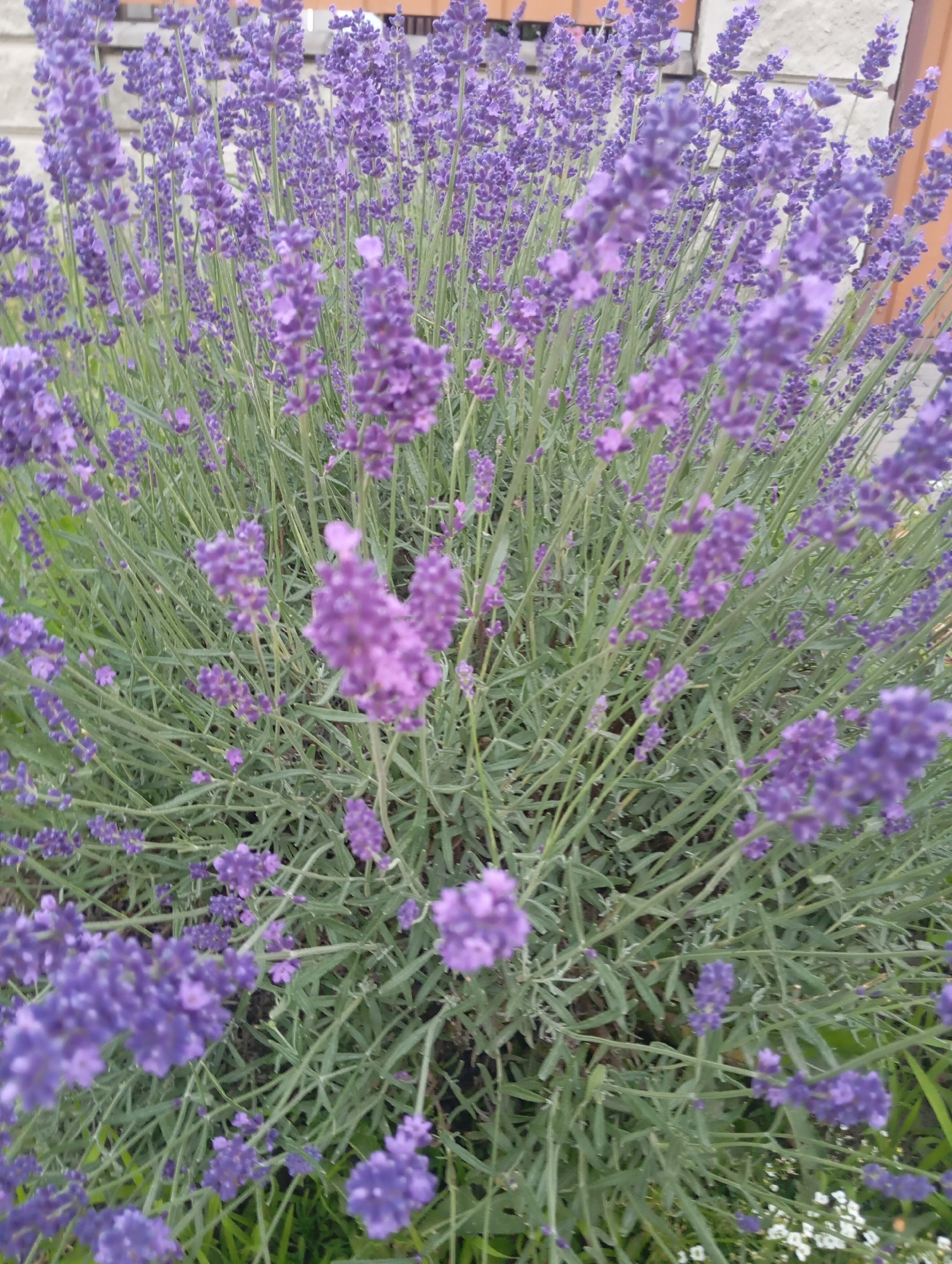 The image shows a close-up view of a lavender bush in bloom. The lavender flowers are a vibrant purple and are clustered together on long, green stems. The bush is full and lush, with many individual flower spikes visible. The background is slightly blurred, but appears to be an outdoor setting, possibly a garden. Hints of a wooden fence and a stone wall are visible in the upper portion of the image, suggesting it is located near a building or boundary. The lighting suggests it is daytime, with soft, natural light illuminating the flowers. The scene is tranquil and natural, with the focus entirely on the beauty of the blooming lavender. The location is identified as Sofiivska Borshchahivka, Ukraine.