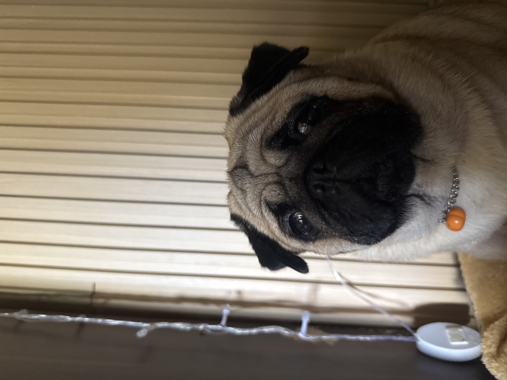 A pug dog with fawn-colored fur and black markings on its face is the central subject of this medium-shot portrait. The pug is wearing a silver chain collar with a small, orange, pumpkin-shaped charm. Its eyes are large and dark, and its snout is characteristic of the breed. The background consists of vertical blinds, suggesting an indoor setting. To the left of the pug, a string of small, white LED lights hangs vertically. At the bottom left of the frame, a round, white object with a rectangular opening is visible, possibly a part of a light fixture or a dispenser. The overall lighting is soft, with the blinds creating a textured backdrop. The image does not provide any information to determine its location within the city of Carmen, Philippines.