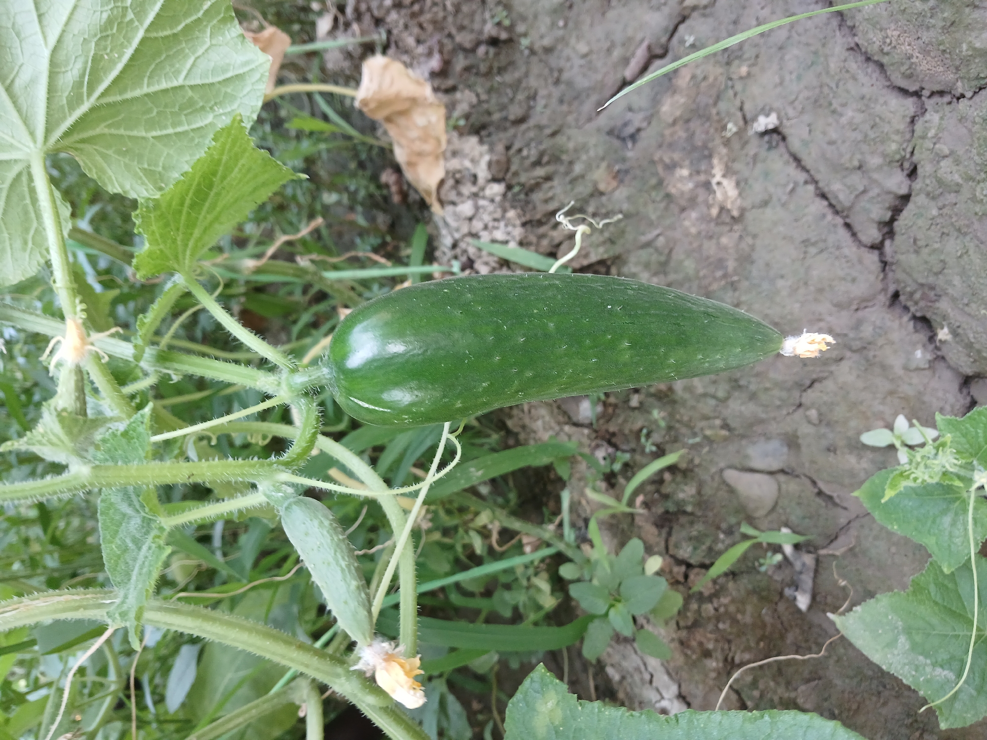 A single, mature green cucumber hangs from its vine, its smooth skin glistening. The cucumber is elongated and tapers slightly towards the blossom end, where remnants of yellow petals are visible. It is positioned centrally in the frame, with other smaller cucumbers and green leaves of the cucumber plant forming the background. The vine itself is covered in fine, fuzzy hairs and has tendrils reaching out. The environment appears to be a garden or field, with dry, cracked soil visible on the ground, interspersed with patches of green vegetation and a fallen, dried leaf. The overall scene is natural and depicts a plant in its growth stage. The location is identified as Urabashi, Uzbekistan.
