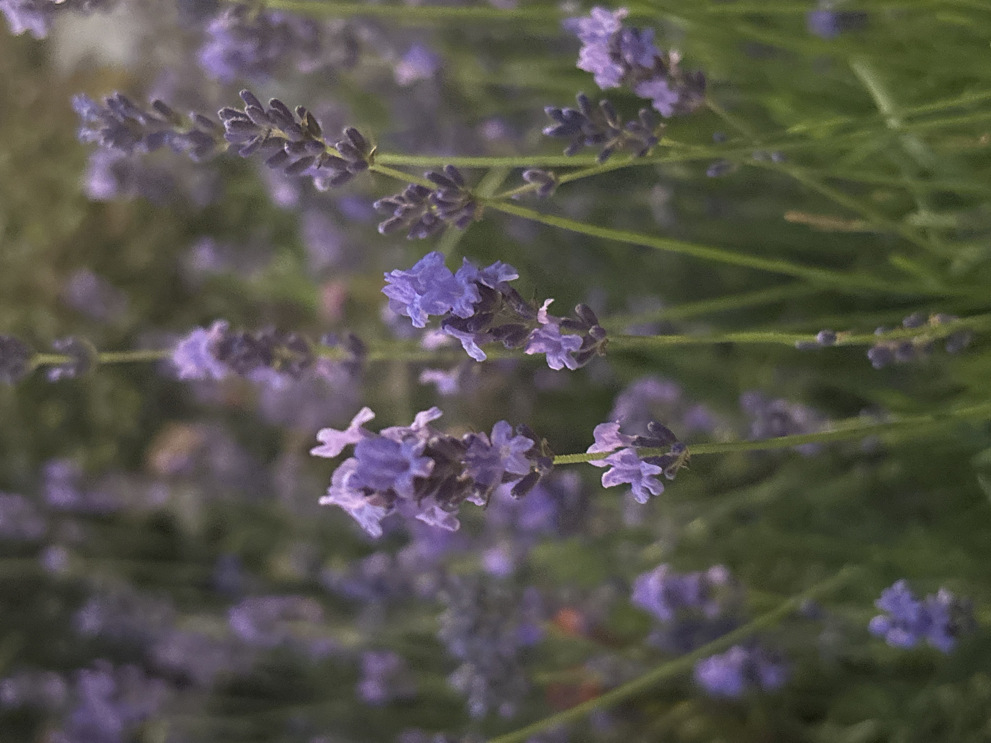 The image displays a close-up view of lavender plants in bloom. The lavender flowers are clustered in spikes of a vibrant purple hue, with individual florets visible upon closer inspection. The plants are set against a softly blurred background of green foliage and other out-of-focus lavender blooms, suggesting a garden or natural setting. The lighting appears diffused, creating a gentle and serene atmosphere. The image does not contain any people, man-made structures, or specific geographical markers that would indicate its location in Sochi, Russia, or any other city. The scene is purely botanical, focusing on the delicate beauty of the lavender.
