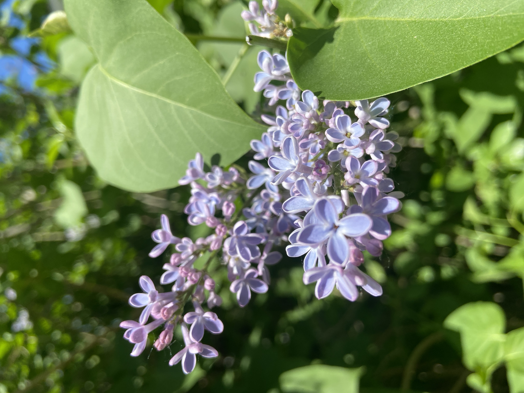 A close-up photograph shows a cluster of light purple lilac flowers with accompanying green leaves. The scene is bathed in natural sunlight, creating shadows on the leaves. The background is a blurred mix of green foliage and a glimpse of blue sky. The location of the city of Chaikovsky, Russia cannot be confirmed.