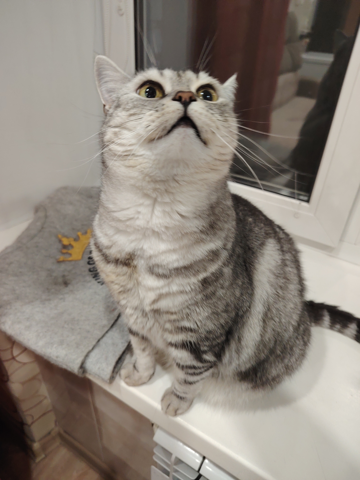 A medium-shot depicts a grey tabby cat, likely a domestic shorthair, seated on a white surface that appears to be a window sill. The cat is positioned toward the right side of the frame, with its body facing forward and its head tilted upwards. The cat has a striped pattern with shades of grey and white. It has yellow eyes and a black nose.
To the left of the cat is a grey garment with a small gold-colored crown-shaped emblem on it. A window is visible in the background with a white frame. The cat seems to be looking up at something outside the frame.