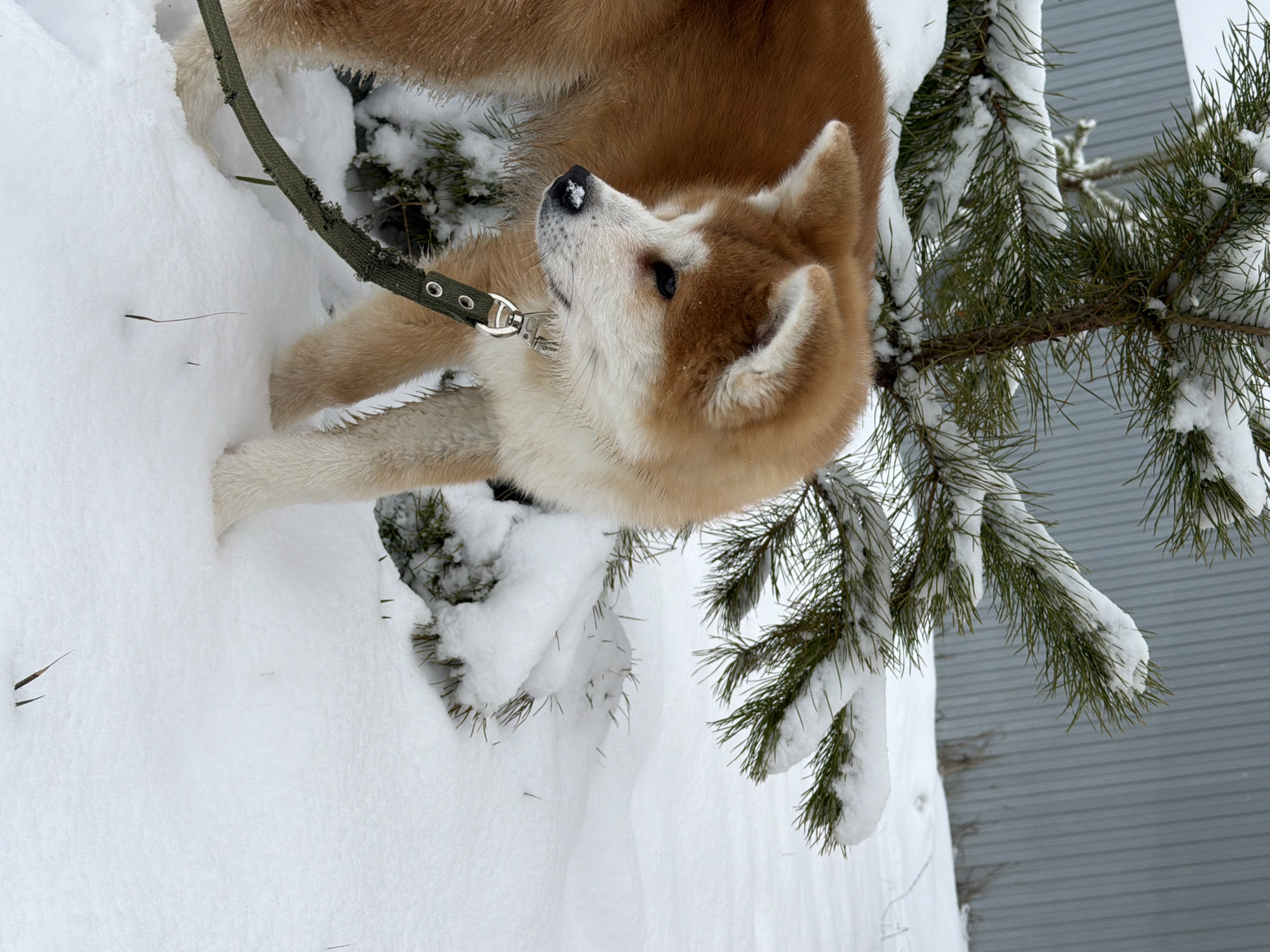 A medium shot captures an Akita dog standing in deep snow in Chaikovsky, Russia. The dog, with a light-colored muzzle and brown coat, wears a green collar and leash. Snow covers the dog's nose and is visible on nearby evergreen branches. The background reveals a gray wall.