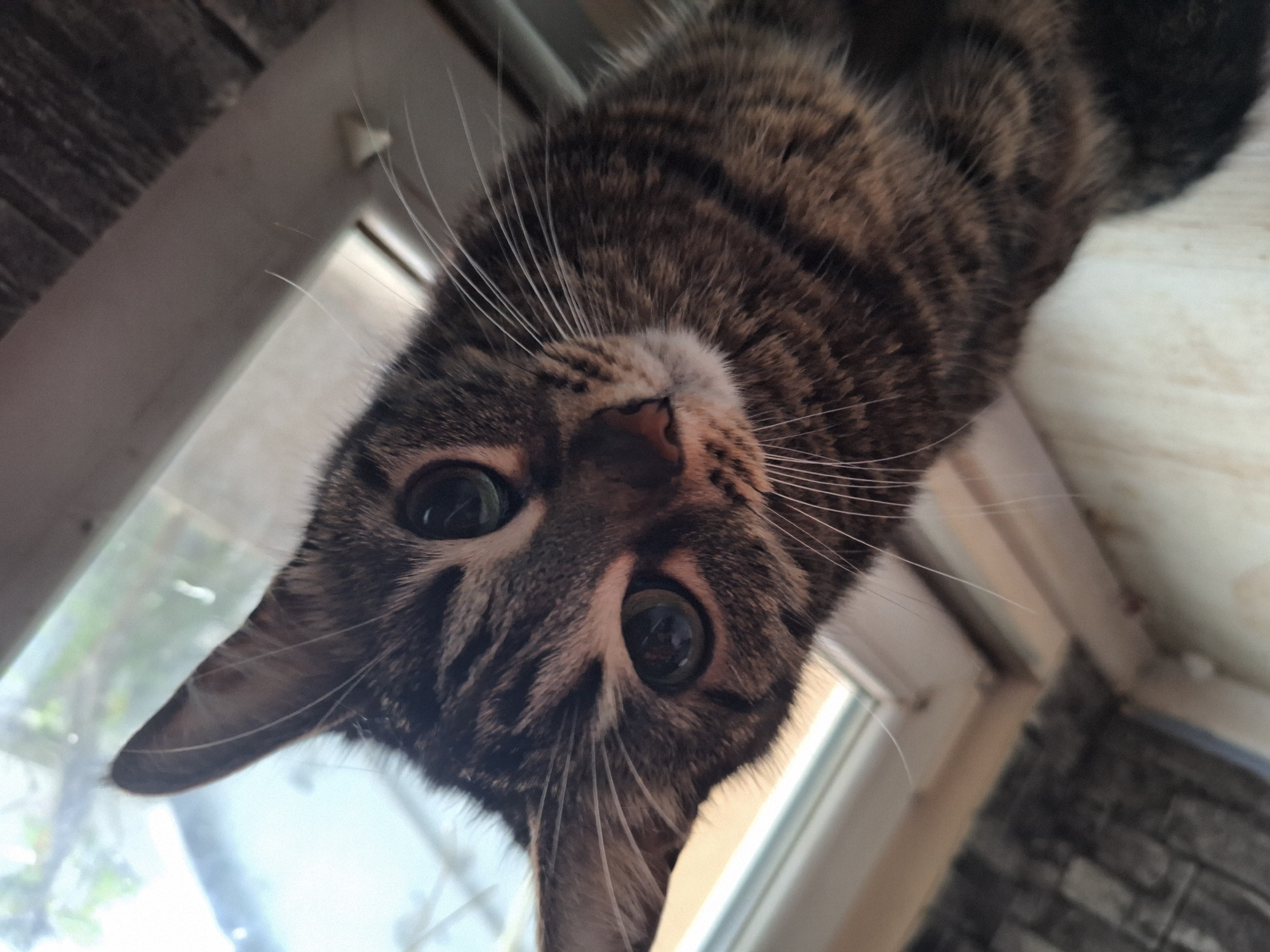A brown tabby cat is viewed from a low angle. The cat is positioned close to a window frame. The background beyond the window shows hints of greenery, suggesting an outdoor environment. The cat's face is prominent, featuring large, round eyes and numerous white whiskers. Its fur is marked with dark brown and black stripes. The cat is positioned inside a building.