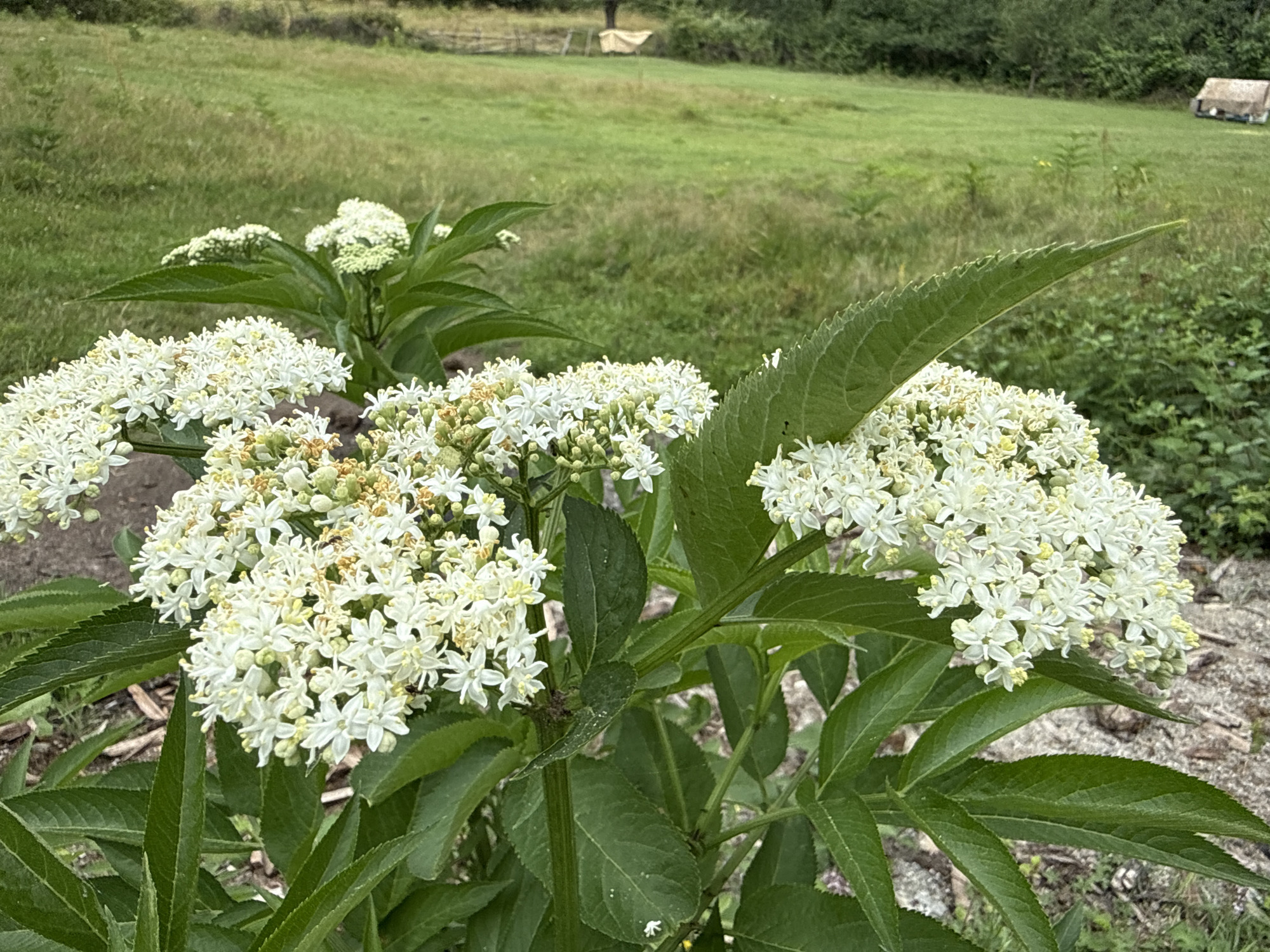 In the foreground of this image, a cluster of white elderflower blossoms is in sharp focus, with their delicate petals and yellow stamens visible. The blossoms are dense, forming umbrella-shaped clusters atop lush green stems and serrated leaves. In the background, a softly blurred green meadow stretches out, dotted with a few scattered trees. Further in the distance, a small, rustic wooden structure with a light-colored roof is visible on the right side of the frame. The overall setting appears to be a rural or park-like area. The image does not contain any information that would indicate its specific location within the city of Sis, Azerbaijan.