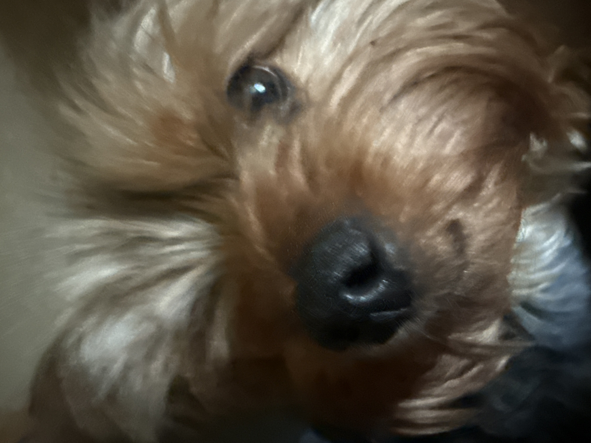 The image is a close-up, low-resolution photograph of a Yorkshire Terrier dog's face. The dog's fur is a mix of brown and tan. Its nose is black and appears wet. One eye is visible and dark. The background is out of focus and appears to be a neutral color, possibly a wall or furniture. There is no indication of the city of Rudamina, Lithuania, or any specific location within it. The image is a portrait of the dog, focusing on its facial features.
