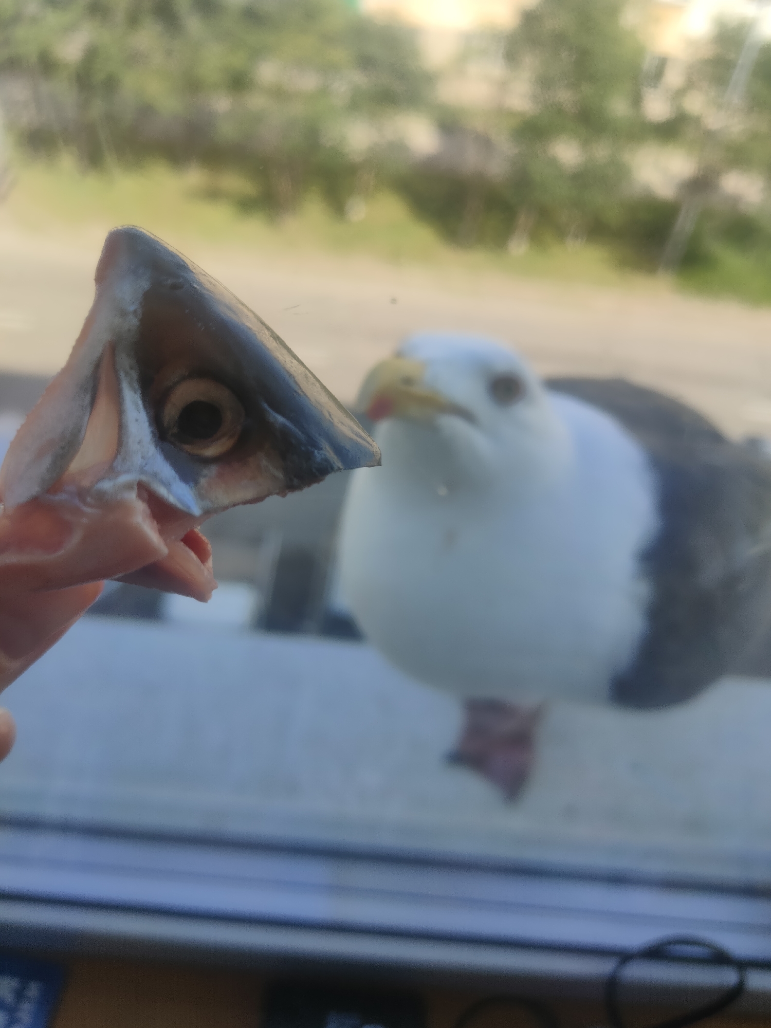 A close-up, eye-level shot shows a person holding a fish head in their left hand, presenting it towards the camera. The fish head is angled, revealing its open mouth and eye. In the background, slightly out of focus, a seagull stands on what appears to be a windowsill or ledge. The seagull is predominantly white with dark gray wings and a yellow beak. Through a window, a blurred outdoor scene is visible, suggesting trees and foliage. The lighting indicates it is daytime. The image was taken in Magadan, Russia, likely outdoors, possibly near a coastal area given the presence of the seagull and the suggestive outdoor environment.