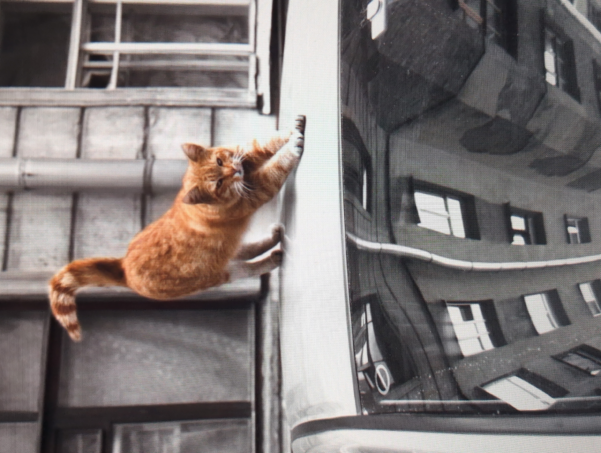 An orange tabby cat is climbing the side of a building, possibly in Izhevsk, Russia. The cat is pressed against the side of the building, its paws extended as if reaching for purchase. The building is gray, with the reflection of a multi-story structure with windows visible on the right. The immediate area surrounding the cat appears to be part of a mechanical or industrial feature attached to the building. A window is visible behind the cat on the left side.