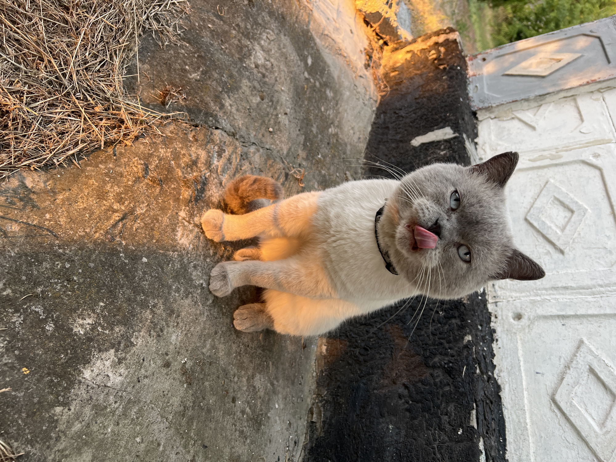 A medium shot shows a light gray cat with blue eyes sitting on a concrete surface outdoors. The cat is looking directly at the camera with its tongue sticking out slightly. The cat is wearing a dark collar. The background consists of a textured white wall and dark, possibly burnt, material. To the left of the cat, there is a patch of dry grass and an area illuminated by a warm, orange light. The concrete surface appears weathered and cracked. The lighting suggests it is either sunrise or sunset.