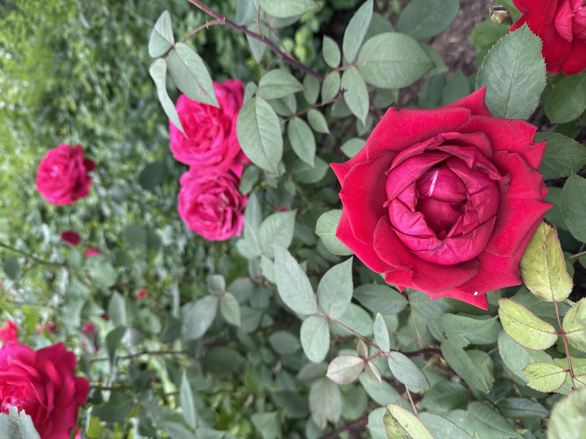 In the foreground, a vibrant red rose is in full bloom, its petals tightly furled towards the center, showcasing a deep crimson hue. The rose is surrounded by lush green foliage and other out-of-focus roses in shades of pink and red. The background consists of a dense green bush and a blurred suggestion of trees, indicating an outdoor garden setting. The lighting suggests it is daytime, possibly overcast given the soft light and lack of harsh shadows. The overall scene depicts a close-up view of a rose bush, likely in a park or garden. This image was captured in Moscow, Russia.