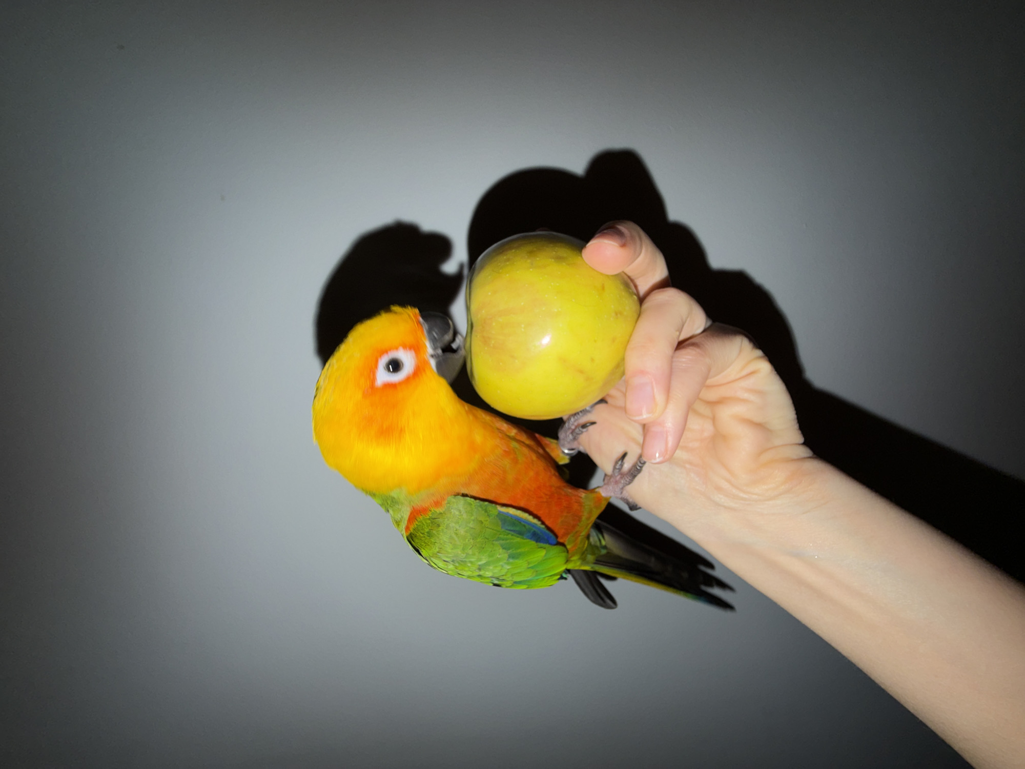 A bright yellow and orange conure parrot is perched on the fingers of a person holding a green apple. The person's arm extends from the lower right corner of the frame towards the center. The background is a light gray surface. Shadows of the arm, hand, apple, and parrot are cast on the background. The location is Unknown, Unknown.