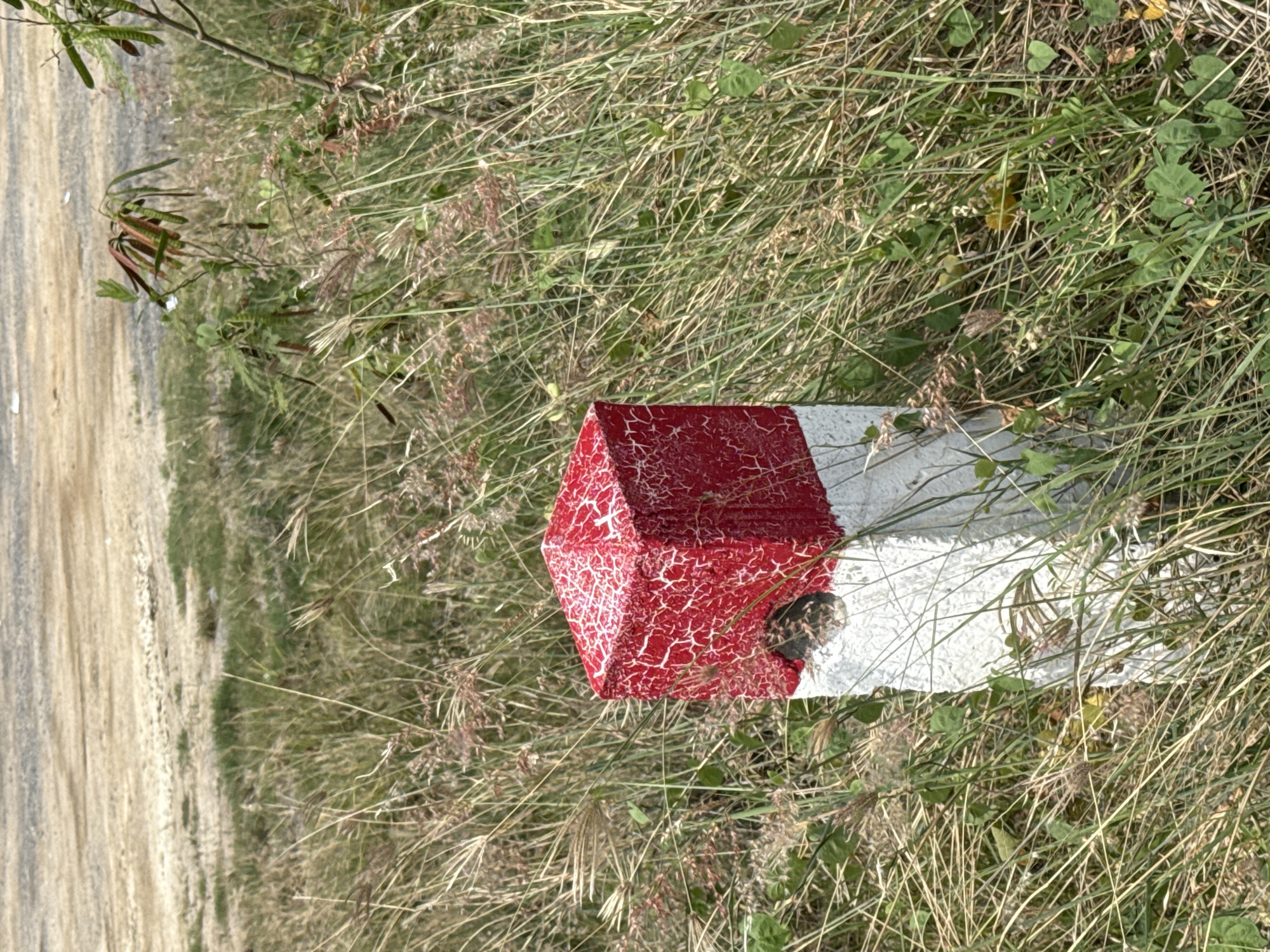 A red and white post stands in overgrown dry grass. The post is a concrete marker with a red, cracked-patterned top and a white lower section. A small, dark object is nestled in the crevice where the red and white sections meet. The background is a blurred expanse of dry earth and sparse green vegetation. The scene appears to be an outdoor location, possibly a roadside or undeveloped area.