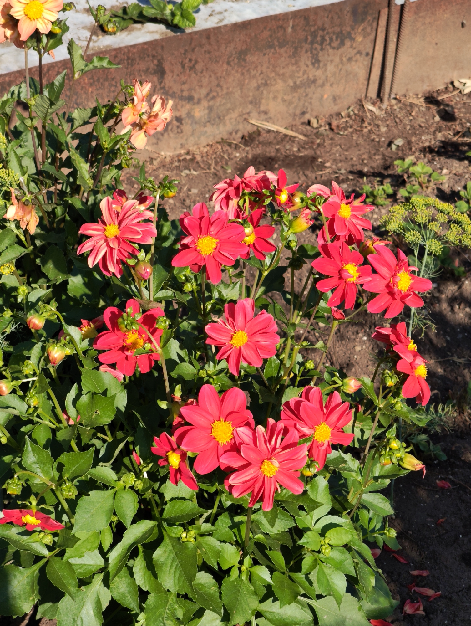 The image depicts a garden bed filled with numerous bright pink and some orange-yellow dahlias in full bloom, along with several flower buds. The flowers have prominent yellow centers and delicate, pointed petals. Lush green foliage surrounds the blossoms, with some leaves showing signs of minor damage. In the background, there is a rusty metal structure, possibly a border or fence, and dark soil. A sprig of delicate green dill or similar herb is visible on the right side of the frame. The scene suggests a sunny day with dappled light and shadows. The location is specified as Komsomolsk-on-Amur, Russia. There are no people or animals present in the image.