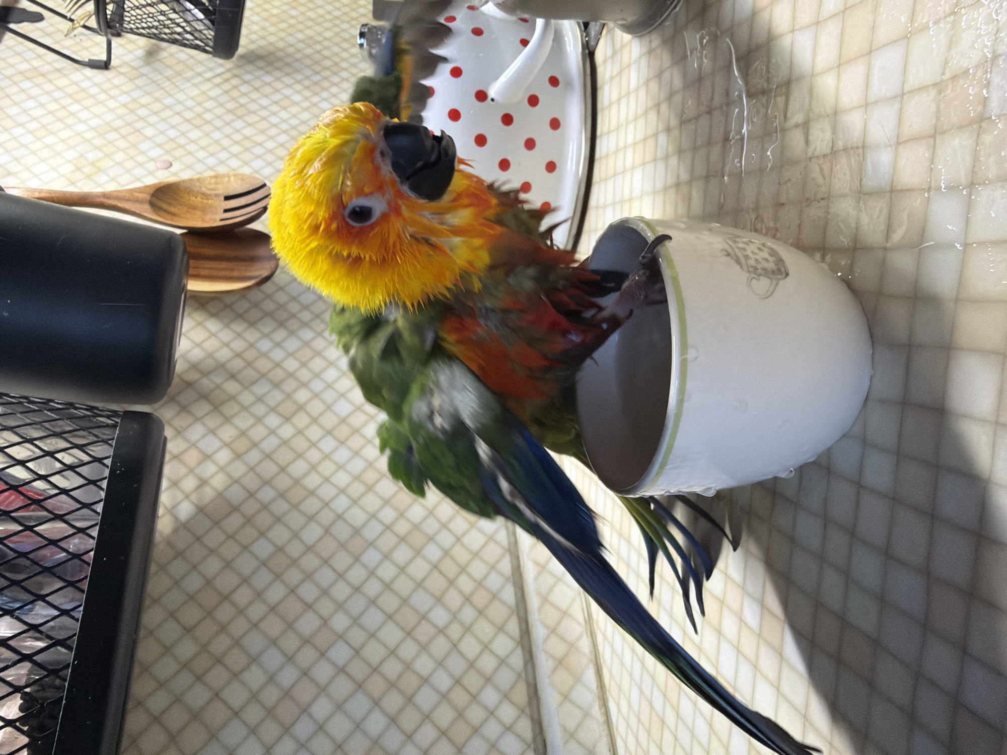 A wet, multicolored parrot, primarily yellow, orange, green, and blue, perches inside a white ceramic cup with a green rim and a decorative drawing. The cup is positioned at an angle, causing water droplets to cling to its outer surface and drip onto a tiled wall. The surrounding environment includes a tiled countertop, a wooden spoon, a black container, and a black metal basket. The location is undeterminable from the provided image.