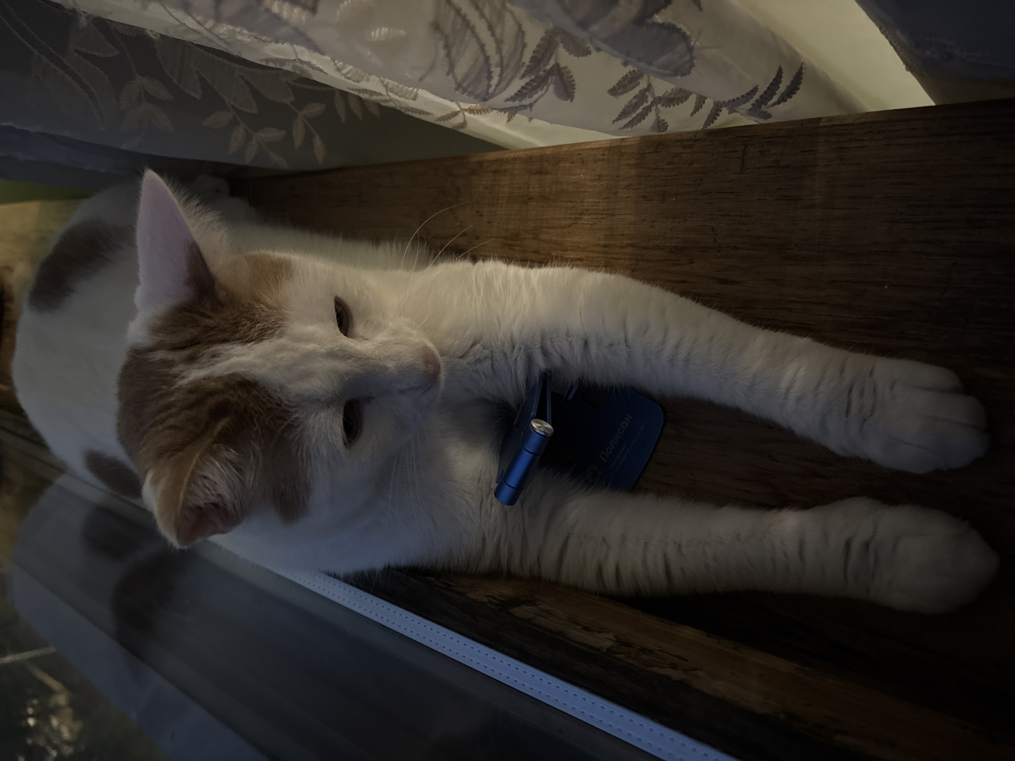 An orange and white cat lies on a wooden surface, possibly a shelf or windowsill, with its body stretched out. The cat is looking to its left, with its head slightly lowered. A blue tag with some text is attached to its collar. The background is dark, with a curtain visible at the top of the image. The lighting suggests it is either dusk or a dimly lit indoor space. The curtain has a floral pattern. The cat appears relaxed. Visible text on the blue tag includes "ПОЛИСОН".