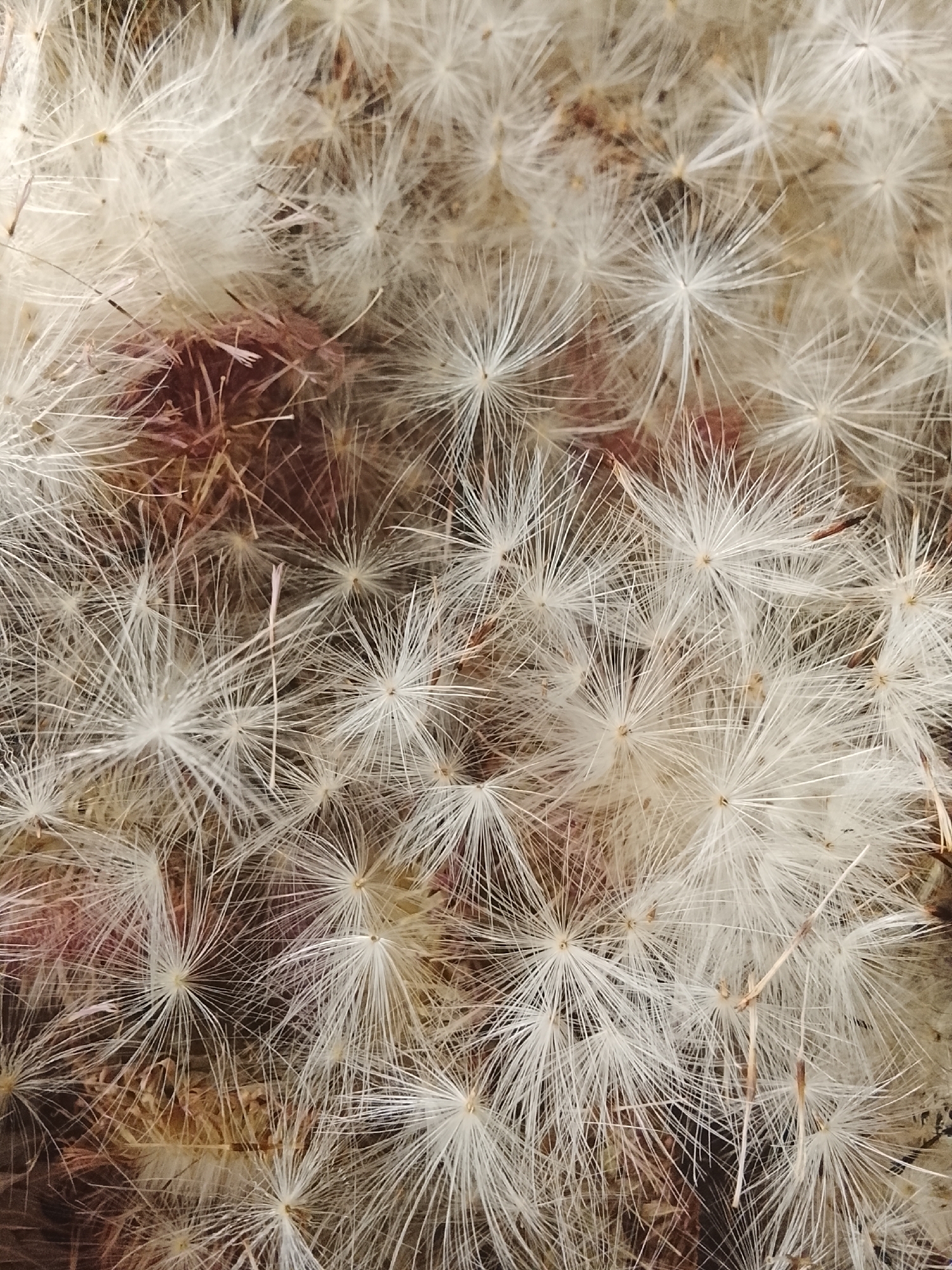 The image is a close-up, overhead shot of a dense cluster of dandelion seeds, also known as pappus. The seeds are predominantly white and feathery, radiating outwards from their central points, creating a starburst effect. Some of the seeds have a slightly yellowish or grayish hue. Interspersed with the white seeds are elements of reddish-brown, which appear to be the dried remnants of the seed heads or surrounding plant material. The background is dark and out of focus, suggesting a natural, outdoor setting. There are no people or animals visible in the image. The lighting appears to be natural, with a slight softness. The location of Кочержинский, Russia is not determinable from the image itself.