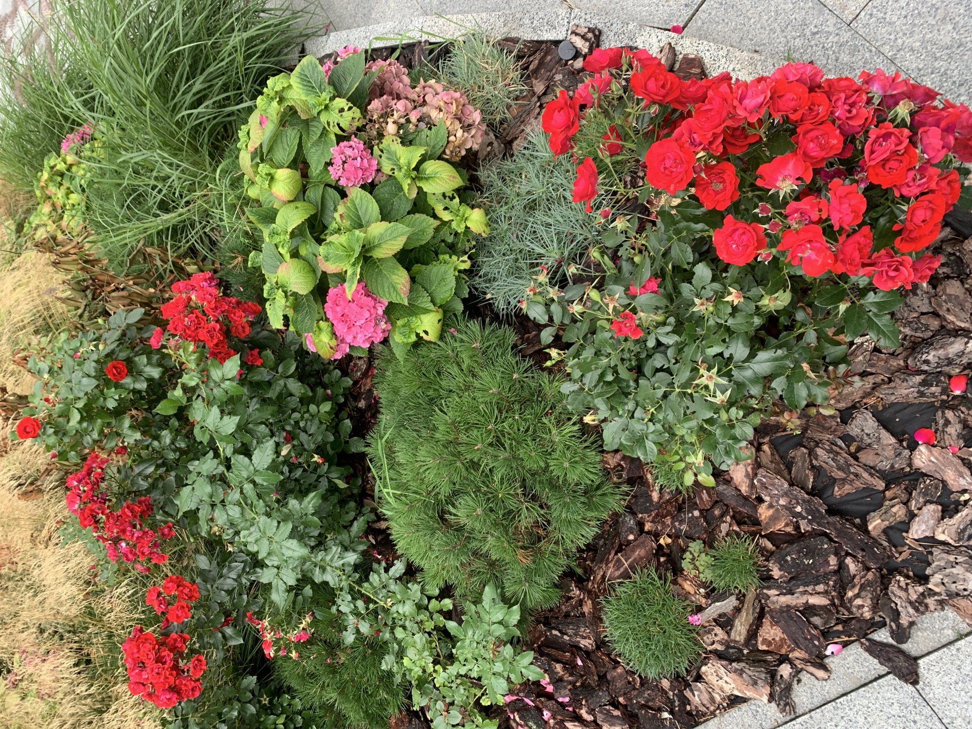 A close-up, overhead view of a flower bed in Lviv, Ukraine, filled with a variety of plants. The bed is mulched with large pieces of dark brown bark. Prominently featured are clusters of bright red roses, some in full bloom and others as buds. Interspersed are pink hydrangeas, some still vibrant and others dried and faded to a mauve color. A dense, spiky green conifer plant is situated in the center. Behind the red roses and hydrangeas, tall, feathery ornamental grasses with a golden hue are visible. To the left, a low-growing, small, rounded green plant adds a contrasting texture. Further to the right, a patch of fine, silvery-green foliage creates another textural element. The overall impression is a carefully curated garden design.