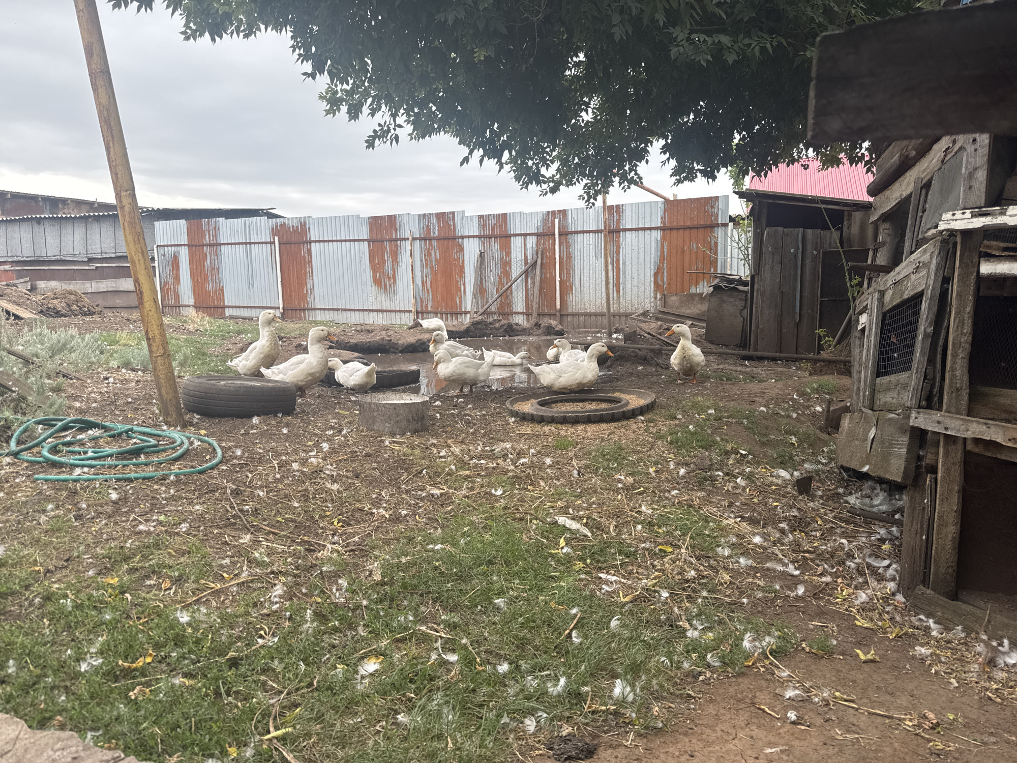 A flock of white domestic geese are gathered in a muddy, outdoor enclosure under a cloudy sky. The enclosure is bounded by a rusty corrugated metal fence and features a wooden structure on the right side, possibly a coop or shed, with a mesh window. In the foreground, a green garden hose is coiled on the ground, alongside a discarded tire. The ground is covered in mud, dry grass, and scattered white feathers, indicating the presence of poultry. A weathered wooden pole stands vertically on the left side of the frame. The overall scene depicts a rural or semi-rural environment, consistent with a farm or homestead in Васильевка, Russia.