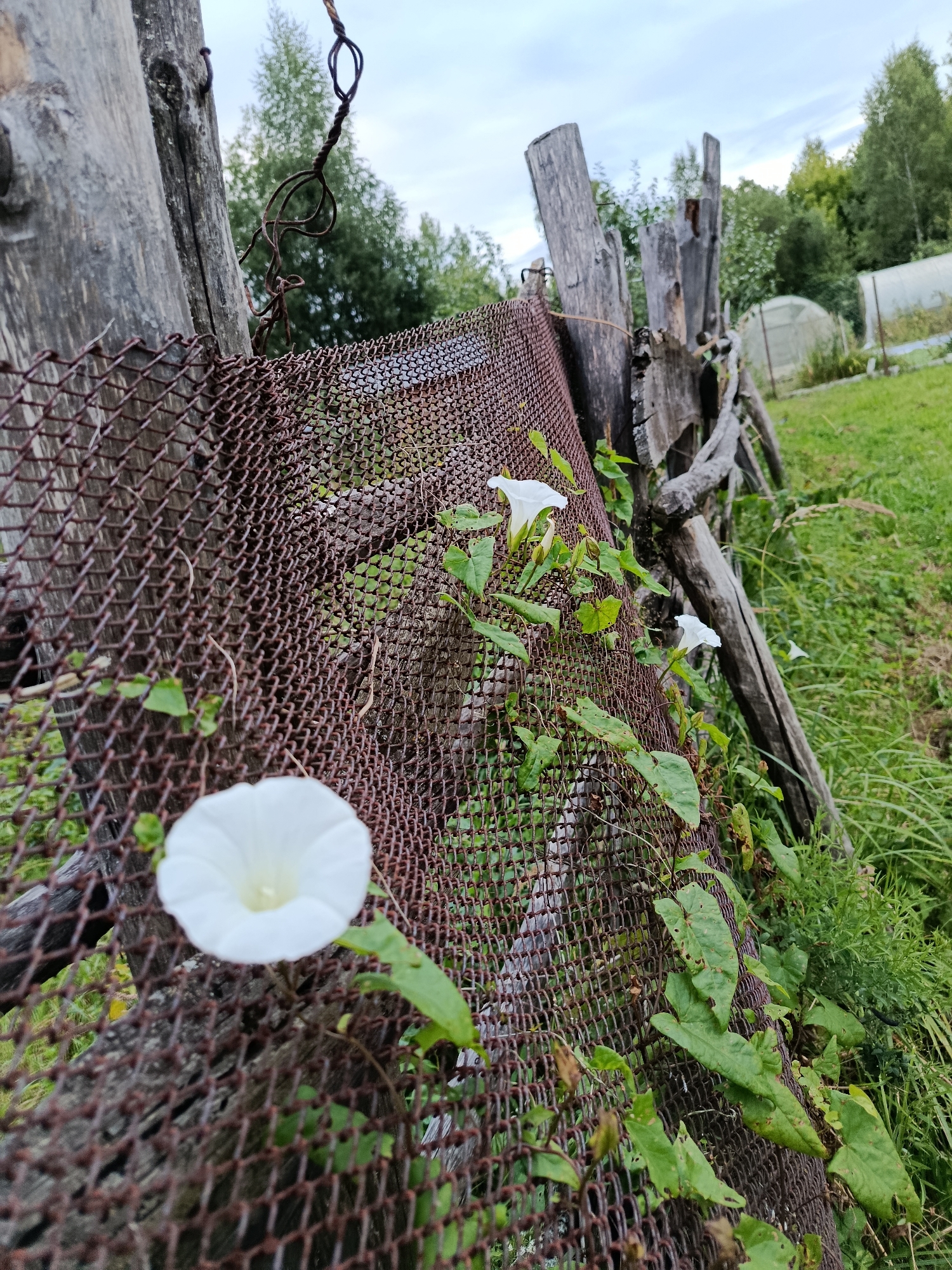 The image depicts a weathered wooden fence partially covered by rusty chain-link mesh. White bindweed flowers are in bloom, climbing on the mesh. The background shows green grass, trees, and two greenhouses, suggesting a rural or suburban setting, possibly in the city of Vereya, Russia. The sky is overcast.