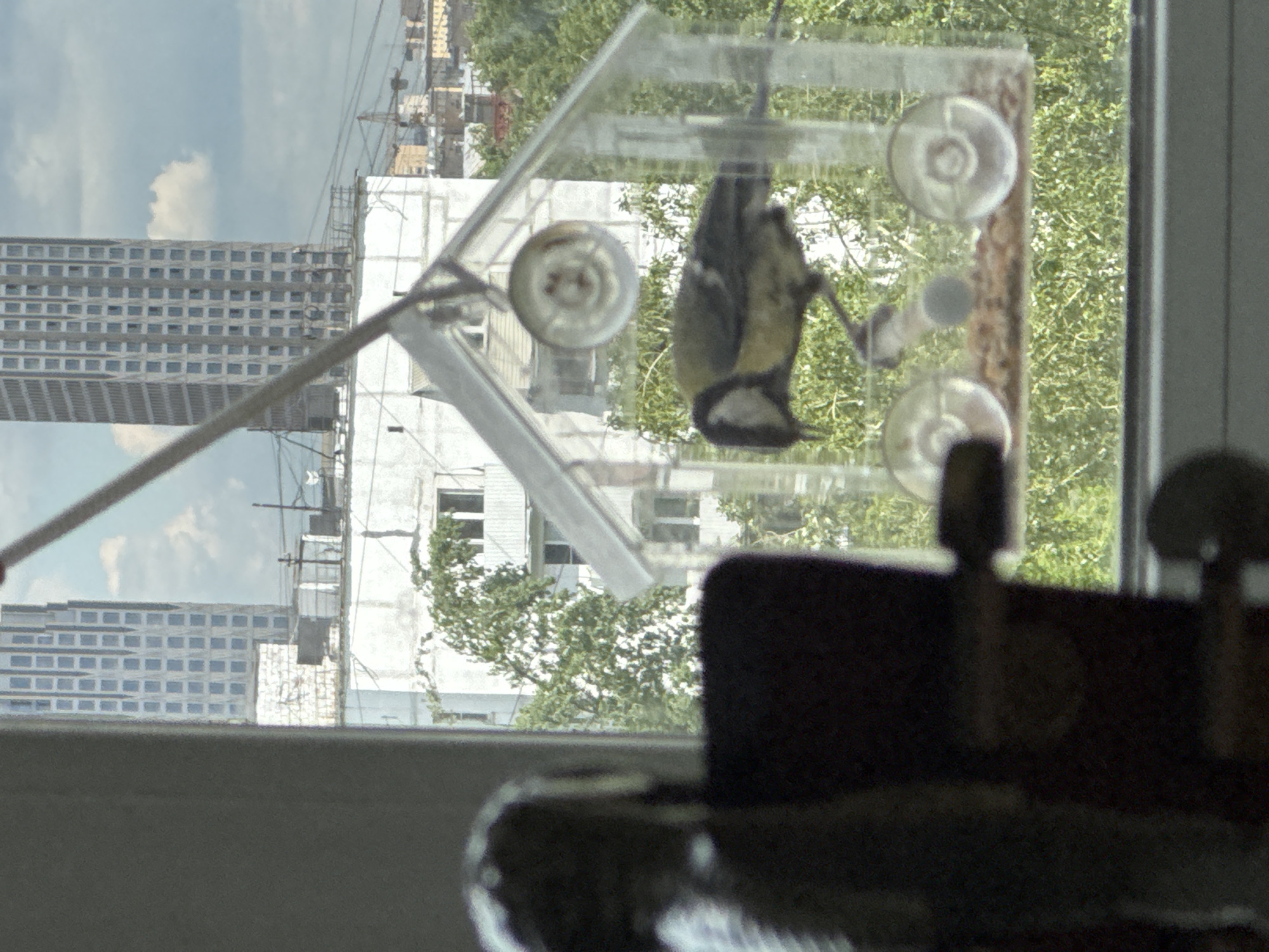Here is a detailed description of the image:
**Scene:** The image appears to be taken from inside a building, looking out a window. The view includes urban scenery with a bird feeder attached to the window, buildings, foliage, and a glimpse of the sky.
**Subjects and Objects:**
* **Bird Feeder:** A clear, acrylic bird feeder is attached to the window, with a bird inside.
* **Bird:** A small bird is seen hanging upside down inside the bird feeder, presumably feeding. Based on its color pattern it appears to be a titmouse.
* **Buildings:** Multiple buildings are visible in the background, including a tall, modern skyscraper with numerous windows, and an older, lighter-colored building adjacent to it.
* **Foliage:** Green trees and bushes are present, partially obscuring the view of the buildings.
* **Sky:** A section of the sky is visible, with some clouds.
* **Interior Items:** Parts of what appear to be dark furniture items are visible in the foreground.
**Environment:**
* **Location:** Based on the architecture, urban layout, and building styles, the location is likely Moscow, Russia.
* **Lighting:** The scene is well-lit, with natural light coming through the window.
* **Atmosphere:** The overall atmosphere is urban and serene, with the presence of nature (the bird and foliage) adding a touch of tranquility.
**Actions and Interactions:**
* **Bird Feeding:** The primary action is the bird feeding inside the feeder.
* **Observation:** The scene suggests someone is observing the bird from inside the building.