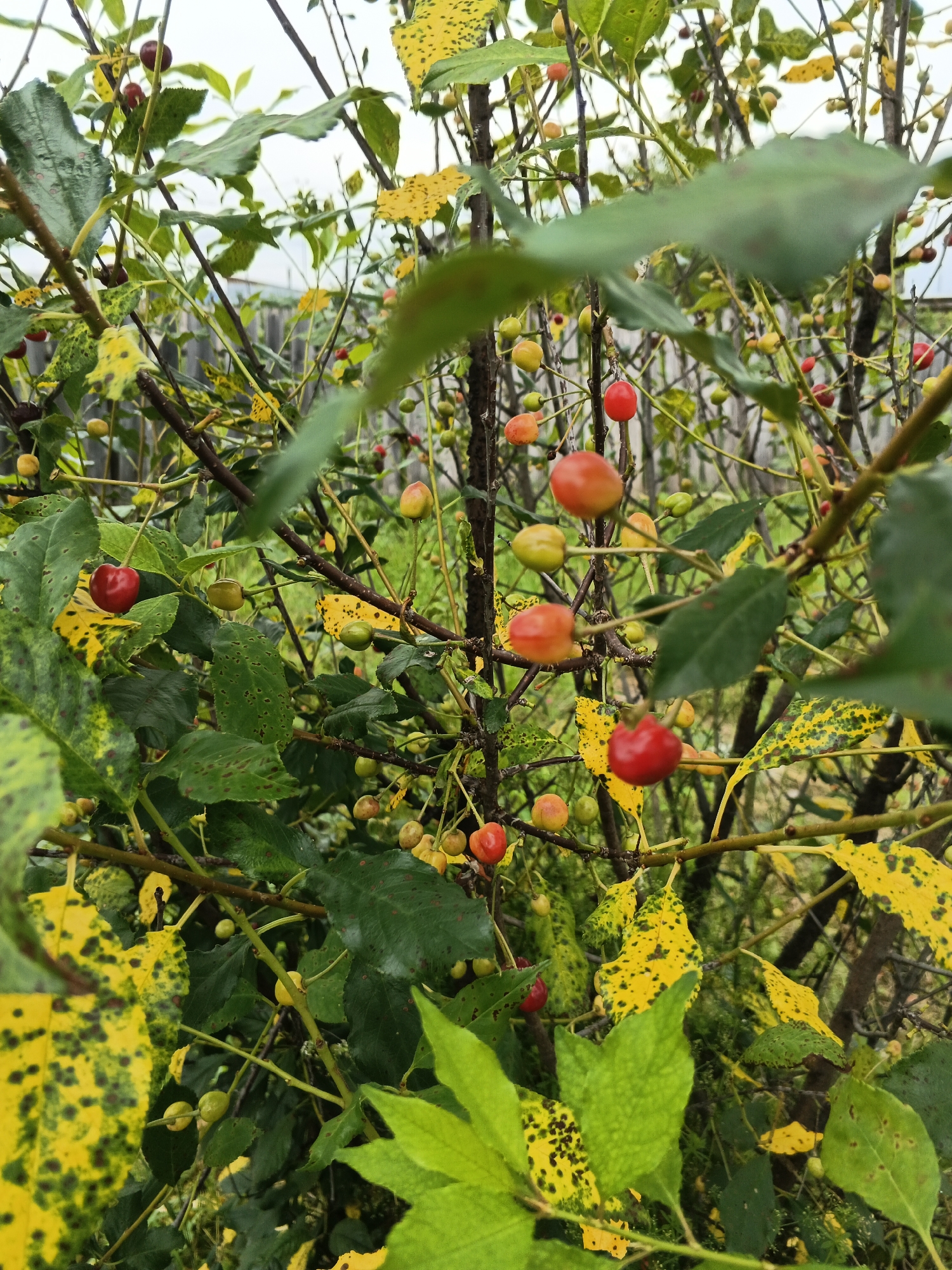The image depicts a close-up view of a tree bearing ripe cherries. The cherries are small, round, and vary in color from bright red to yellow-orange. Many of the leaves on the tree are yellow and spotted, indicating a possible autumnal setting or a plant disease. The branches are thin and dark, with some leaves in focus and others blurred, creating a shallow depth of field. In the background, a weathered wooden fence is visible, suggesting an outdoor, possibly rural or suburban, environment. The overall impression is a natural scene, with the ripe fruit being the central focus. The location is identified as Medvedyovka, Russia.
