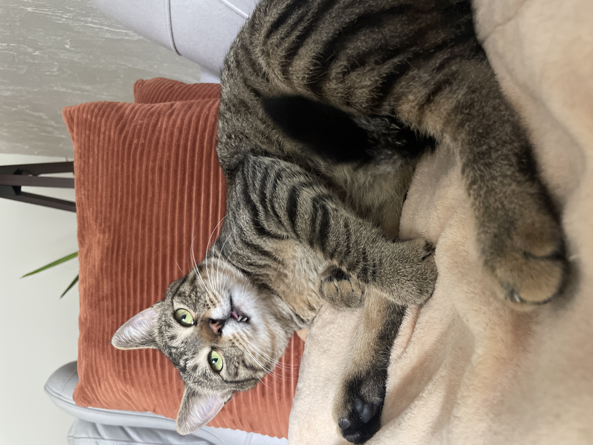 A tabby cat is lying on a peach-colored blanket. The cat is on its back, with its legs extended. The cat's eyes are open and its mouth is slightly open, showing its teeth. The cat's fur is a mix of brown, black, and gray stripes. In the background, there are two orange pillows and a white sofa. The scene is indoors, and the lighting is natural.