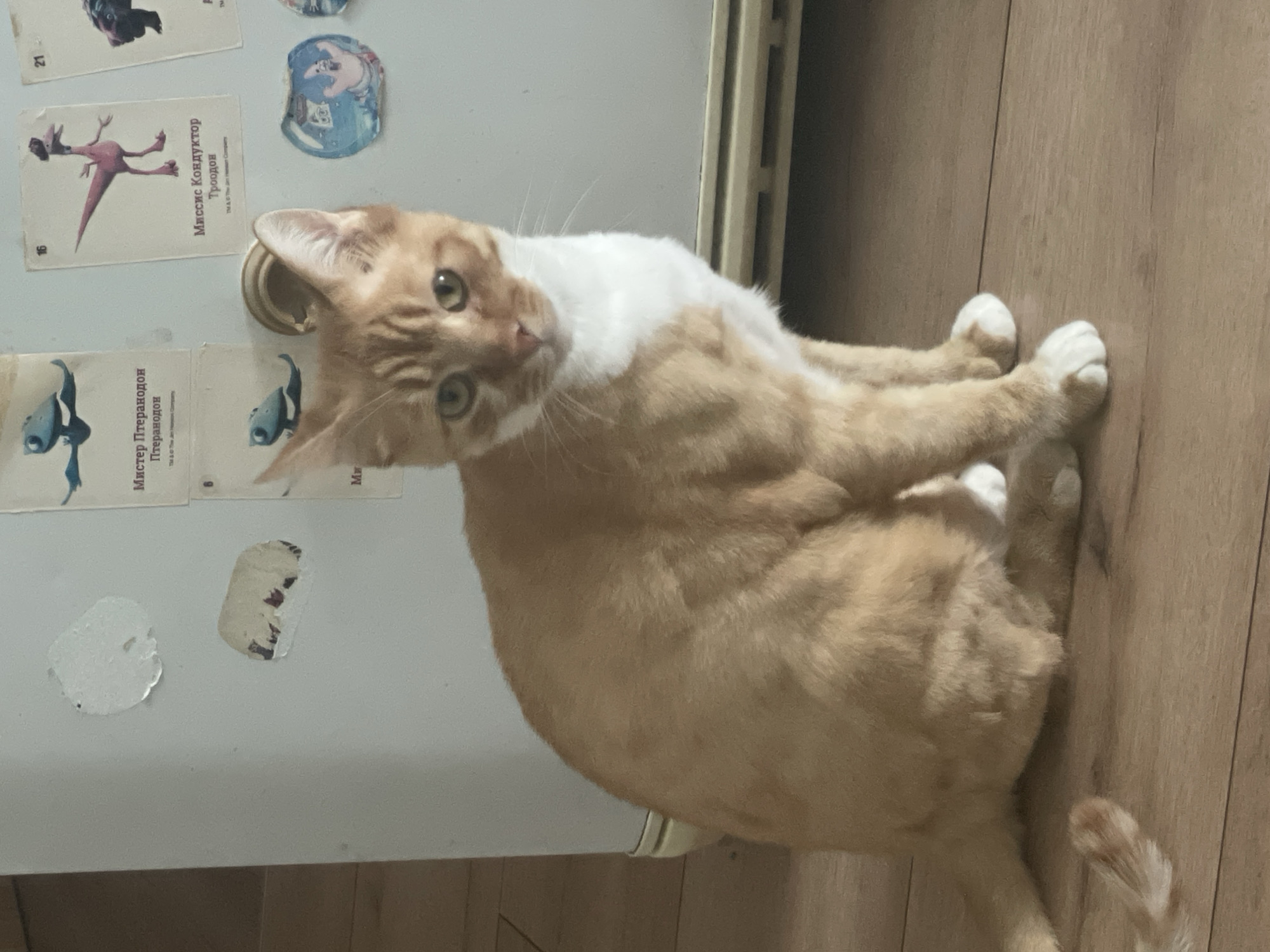 A ginger and white cat is sitting on a wooden floor in front of a white refrigerator. The refrigerator has several stickers on it, including depictions of dinosaurs and cartoon characters. The cat is looking towards the camera with a curious expression. The environment appears to be indoors, possibly a kitchen or living area. The overall lighting is soft and natural. There is no indication of the location being in Krasnodar, Russia.