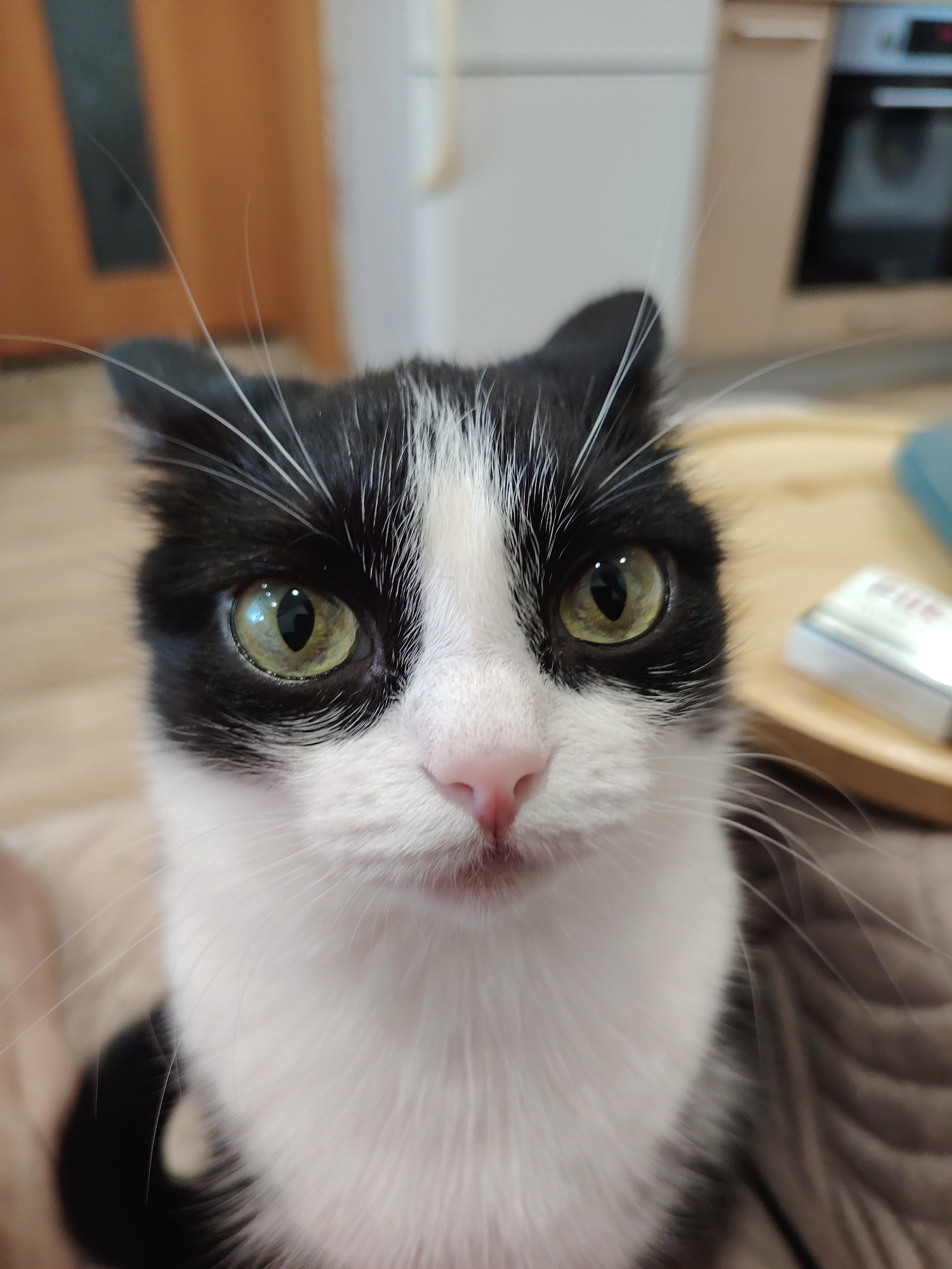 A close-up shot features a black and white cat with green eyes. The cat has black fur on its head and ears, and white fur on its face and chest. The cat's nose is pink. The background is blurred, but appears to be a domestic interior with furniture and appliances. The location and city are unknown.