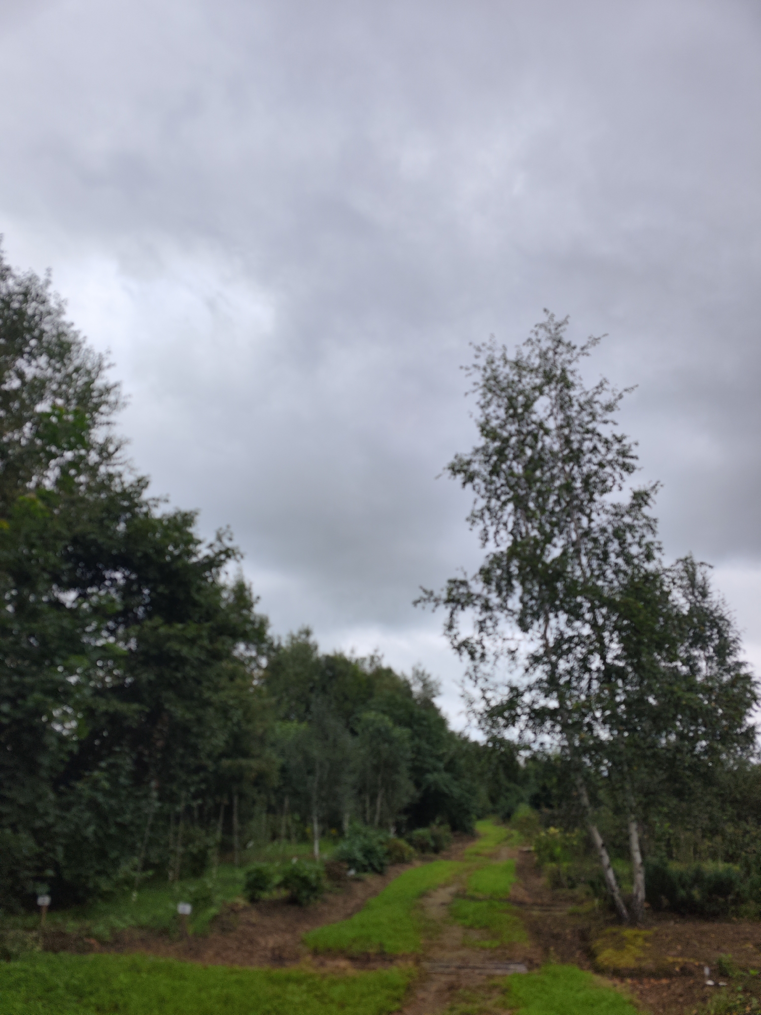The image depicts an overcast day with a gray sky. The foreground features a grassy area leading to a dirt path that curves uphill. The path is flanked by trees and some vegetation. The trees on the left are dense and dark green, while the tree on the right is lighter with visible white bark. In the background, there are more trees and a wooded area. Small white markers are visible in the ground along the path in the middle ground. The scene appears to be in a natural or park-like setting, possibly a botanical garden or arboretum, given the markers. The overall impression is one of a serene, natural landscape under a cloudy sky. No people are visible in the image. The location is identified as Solovei-Kliuch, Russia.