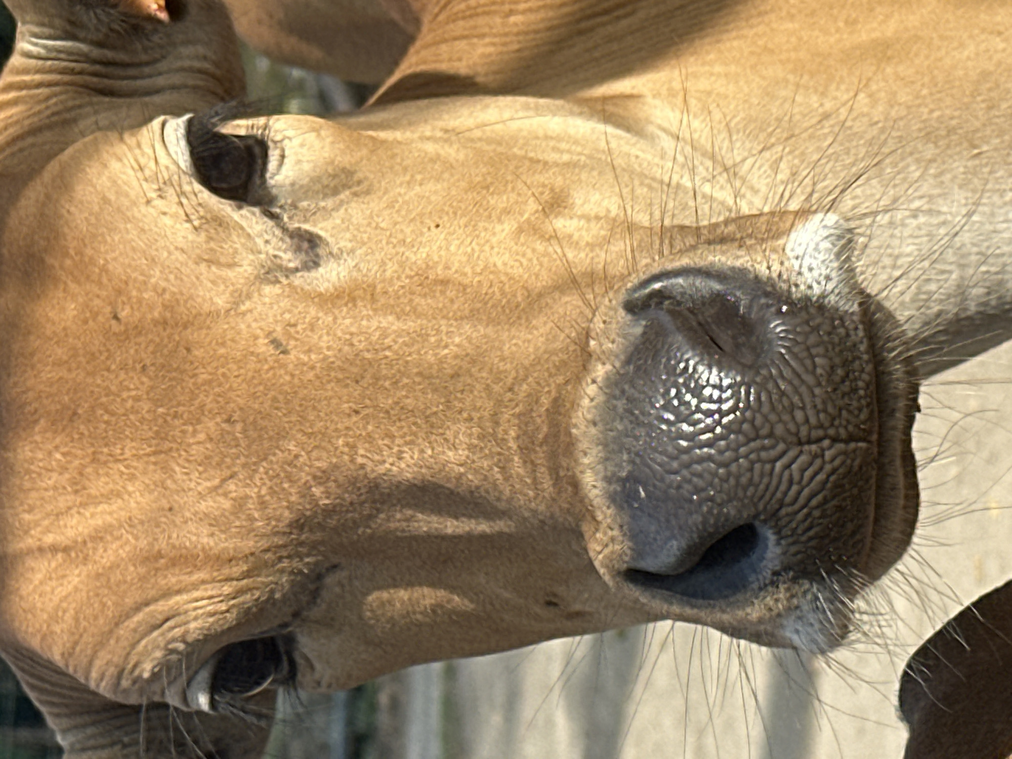 A close-up, head-on, vertical, eye-level shot captures the face of a brown bovid, possibly a cow or a Banteng, in bright daylight. The animal's large, dark eyes are prominent, with one slightly obscured by shadow. Its wet, dark, textured nose with visible pores and whiskers is centered in the frame. The fur appears short and coarse, with visible wrinkles on the forehead. The background is blurred, showing hints of green foliage and an indistinct structure. The overall impression is a detailed portrait of the animal's facial features. The photograph is undated and unsigned. There are no people or any indication of the city of North Kuta, Indonesia.