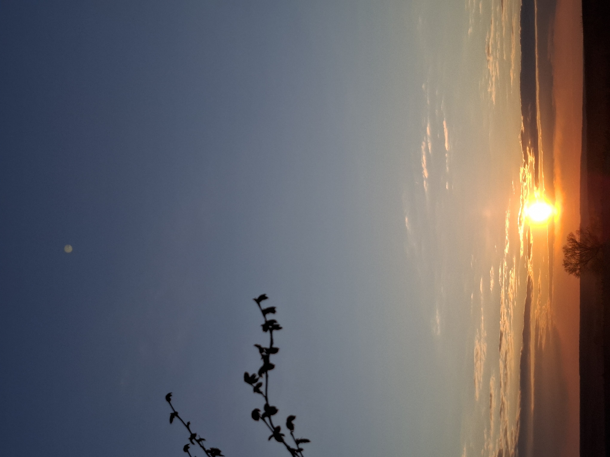 The image displays a picturesque natural landscape at either sunrise or sunset. The sky, which occupies the majority of the frame, transitions horizontally from a deep, dark blue on the left to lighter blues, greys, and then vibrant oranges and yellows on the right.
A brilliant, intense sun is positioned low on the right horizon, radiating a strong glow. Scattered clouds, illuminated by the sun's warm light, are visible across the middle and right sections of the sky, appearing in shades of white, gold, and orange. Along the right horizon, a dark, silhouetted landmass or distant hills are present, featuring the distinct silhouette of a lone tree near the sun.
In the lower-left foreground, the dark silhouette of a plant stem with small leaves extends upwards. A notable detail is a faint, circular, light-colored object, likely the moon, visible in the upper-left portion of the darker sky. The scene captures the tranquil beauty of twilight, with a clear sky and scattered clouds. No text is visible in the image.