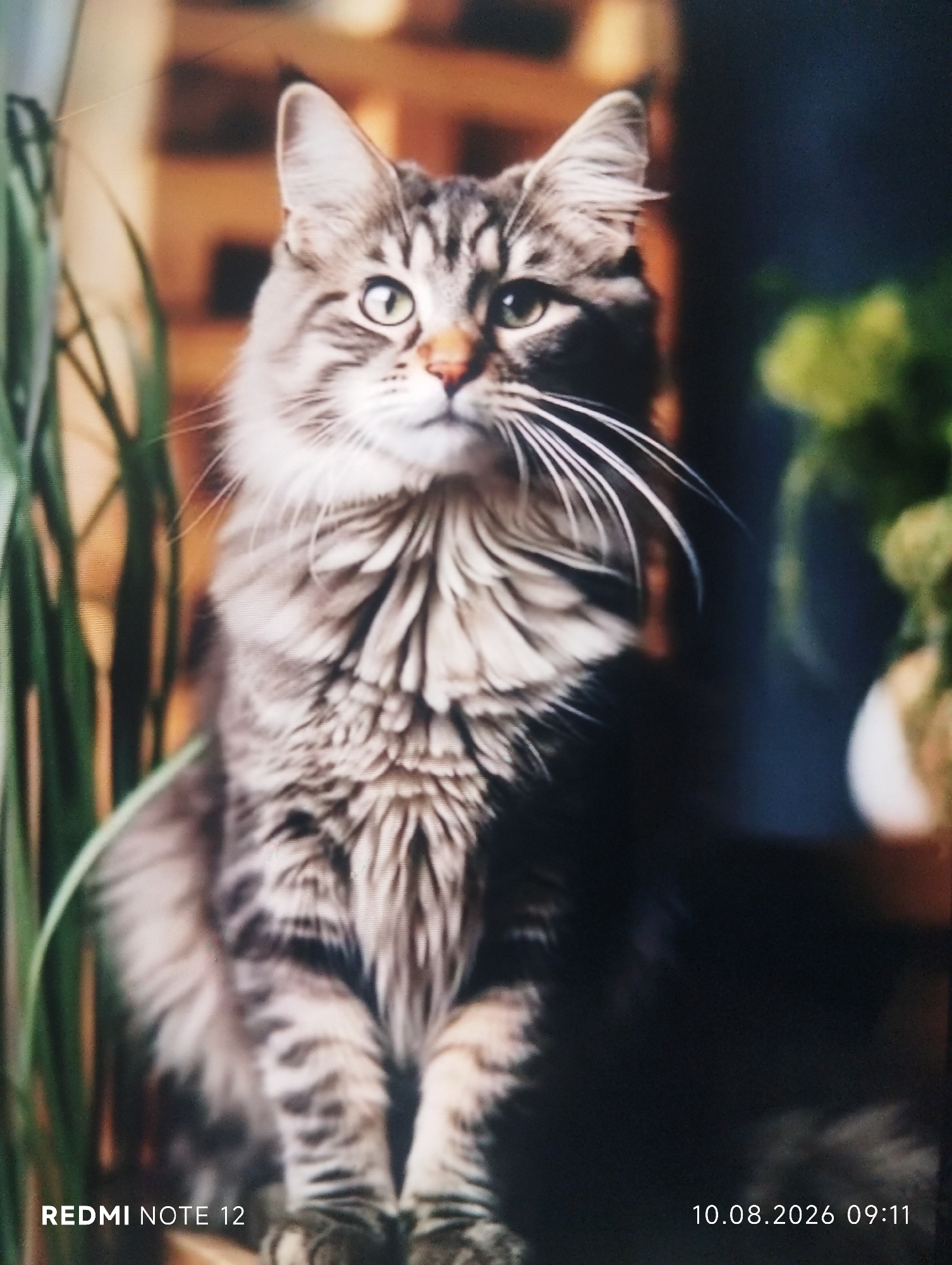 A long-haired tabby cat with striking green eyes sits attentively on a wooden surface, facing the camera. The cat's fur is a mix of grey, black, and brown stripes, with a fluffy mane around its neck and face. Its whiskers are prominent and white. In the background, a blurry array of wooden slats is visible, suggesting an indoor setting. To the left of the cat, a tall, green, leafy plant stands out, partially obscuring the background. To the right, a dark, out-of-focus area suggests a wall or other dark furniture. The lighting is soft, highlighting the cat's features. The bottom right corner of the image displays a timestamp: "10.08.2026 09:11". The bottom left corner shows the text "REDMI NOTE 12". There is no indication of the city of Shymkent, Kazakhstan, in the image.