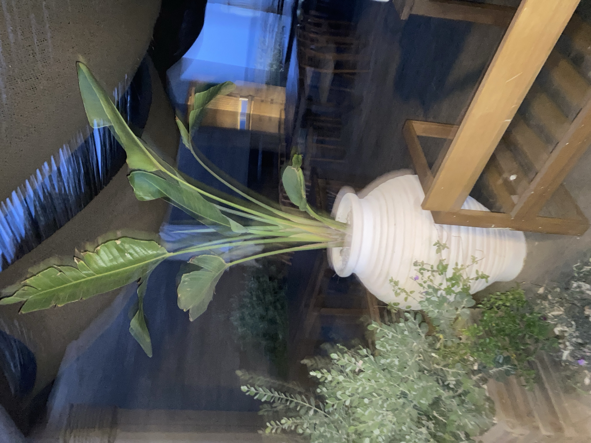 The image captures an indoor or semi-outdoor seating area, likely a restaurant or cafe, with a focus on a large potted bird of paradise plant. The plant, with its broad green leaves, stands prominently in a textured white vase in the foreground. To the left of the plant, smaller green bushes are visible. A wooden bench with a slatted seat and backrest is situated in the right foreground, its warm wood tones contrasting with the cooler tones of the surrounding environment.
The background suggests a dining area with tables and chairs, partially obscured by reflections in glass or a similar surface. Beyond this, a view of the sea and a distant coastline is visible, implying a location near the water. The overhead structure appears to be made of corrugated material, possibly a roof or awning, with light filtering through it, creating patterns of light and shadow. The overall lighting is dim, suggesting it might be evening or nighttime.
The setting is likely an establishment in Estepona, Spain, a coastal town known for its beachfront restaurants and relaxed atmosphere. There are no people visible in the scene. The atmosphere is tranquil and invites relaxation.