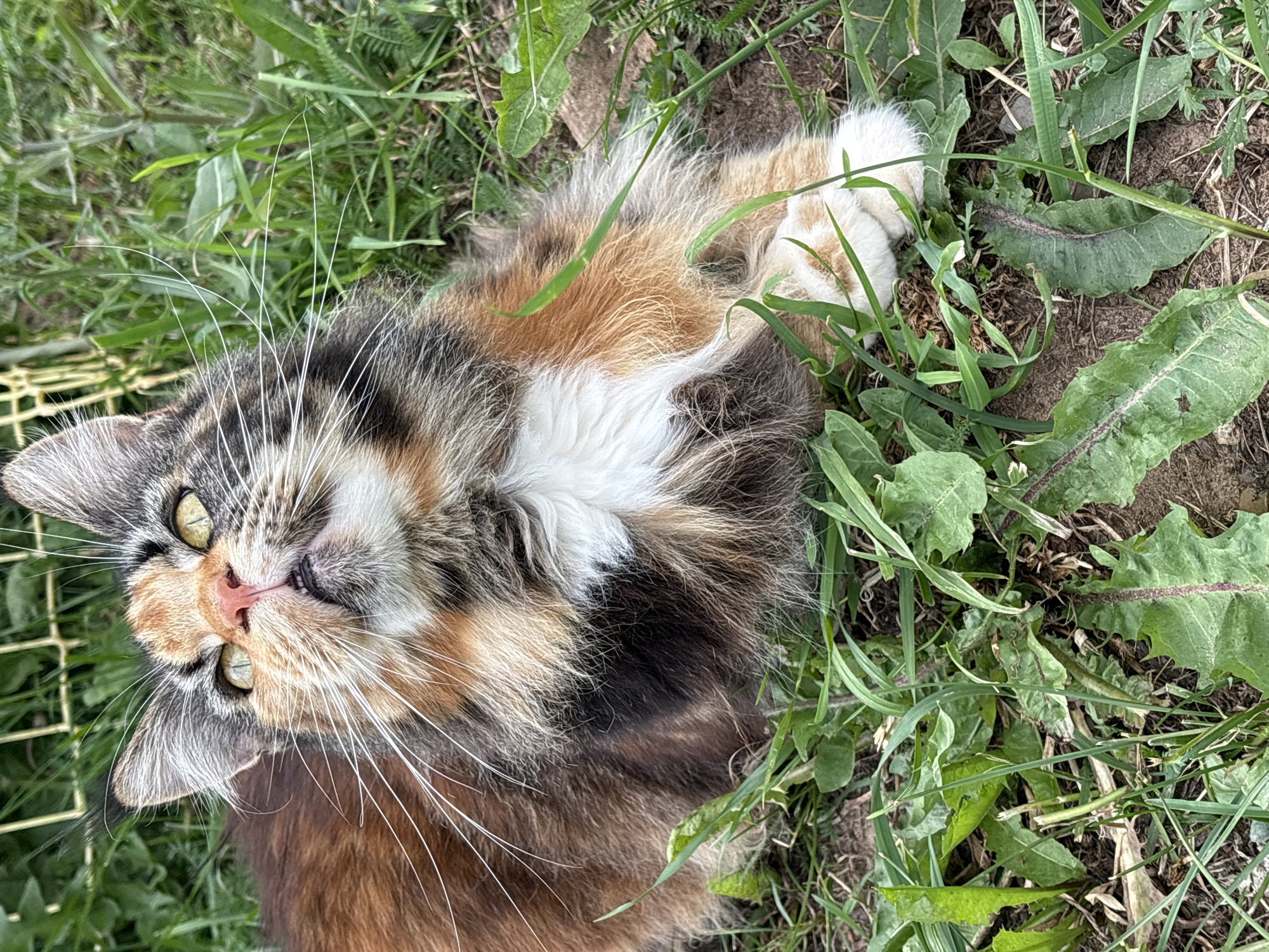 A calico cat is lying down in the grass, looking up and to the right with its mouth slightly open. The cat has a fluffy, multi-colored coat of brown, black, orange, and white, with prominent white whiskers. Its eyes are yellow-green. The background consists of green grass, some dry dirt, and a blurred yellow fence. The scene is outdoors, in a grassy area which could be a garden or park. There is no visible indication of the city of Камское, Russia.