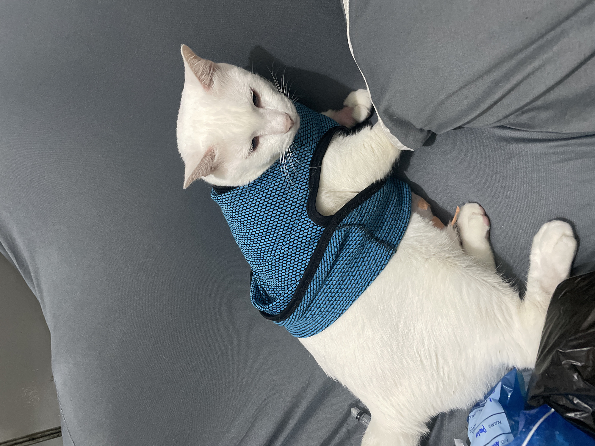 A white cat wearing a blue mesh harness with black trim lies on a gray surface, likely a bed, next to a gray pillow. A trash bag filled with packaging appears at the bottom right of the frame, with some packaging appearing to be labeled "NAMA PAKAIAN". The setting implies an indoor environment. The specific location is not identifiable from the image alone.