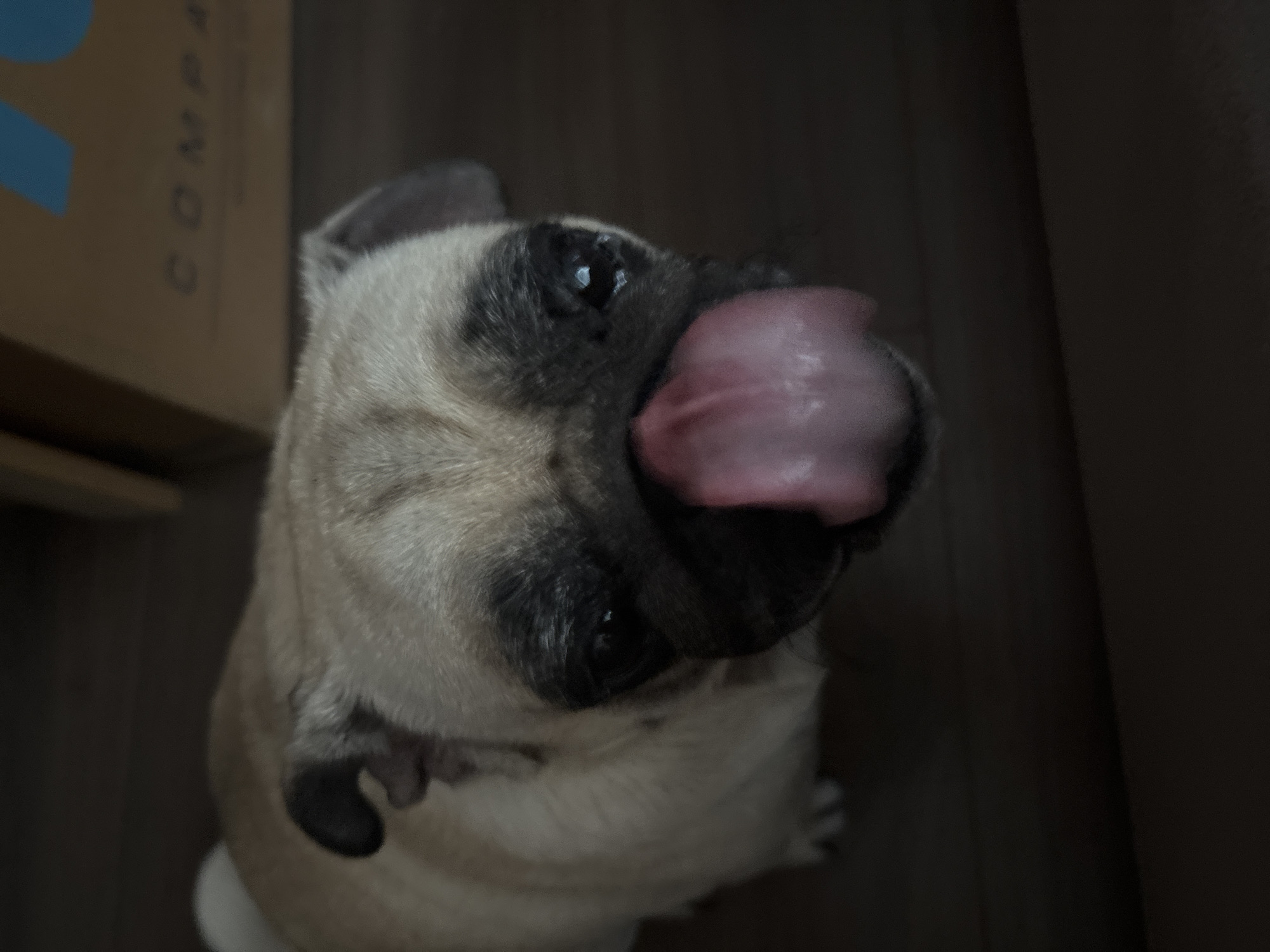 A fawn-colored pug dog with black markings around its eyes and snout is captured in a close-up shot, looking directly at the camera with its pink tongue sticking out. The dog is positioned on a dark wooden surface. In the background, out of focus, is a cardboard box with blue lettering that reads "COMPA". The image is dimly lit, creating a high contrast between the dog and its surroundings. There is no indication of the city of Sochi, Russia, or any other specific location.
