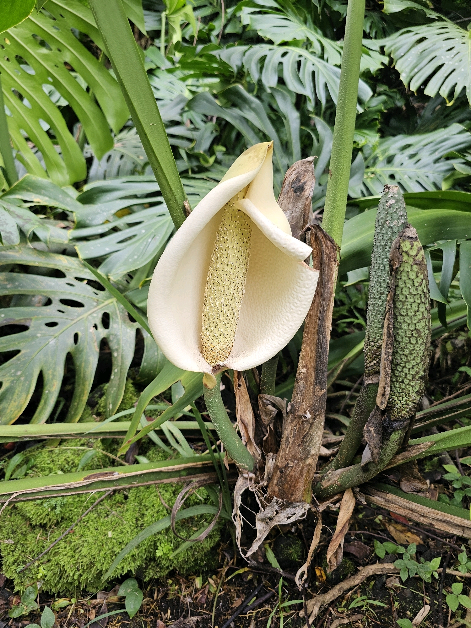 This is a close-up, eye-level, full-shot photograph of a flowering Monstera deliciosa plant, likely in a humid, tropical environment such as a botanical garden or a lush natural area in Hilo, Hawaii, USA. The plant's distinctive large, fenestrated green leaves are visible in the background. In the foreground, a creamy white spathe enfolds a pale yellow spadix, which is the flower of the plant. To the right of the flower, a developing fruit, green and covered in hexagonal segments, is visible. The plant is growing from a thick, woody stem, with evidence of dried leaf sheaths and aerial roots. The ground beneath the plant is covered in dark soil, moss, and decaying organic matter. The lighting is diffused, suggesting an overcast day or a shaded location. There are no people or animals in the image.
