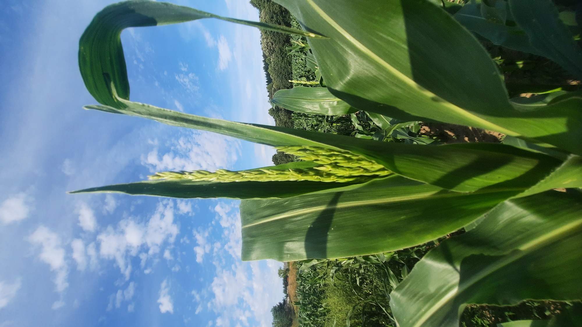 The image depicts a close-up view of a corn stalk in a field under a bright blue sky with scattered white clouds. The corn tassel, which is the male flower of the plant, is prominently displayed at the top of the stalk, showcasing its developing green florets. Large, green corn leaves surround the tassel, some curving and casting shadows. In the background, rows of similar corn plants extend into the distance, suggesting a vast agricultural landscape. A line of trees forms the horizon, and further in the distance, a gentle slope covered in vegetation can be observed. The lighting indicates it is daytime, with the sun casting strong shadows. The overall impression is of a rural agricultural setting on a clear day. Based on the provided location of Шклоў, Belarus, this scene is likely situated in a rural area outside the city.